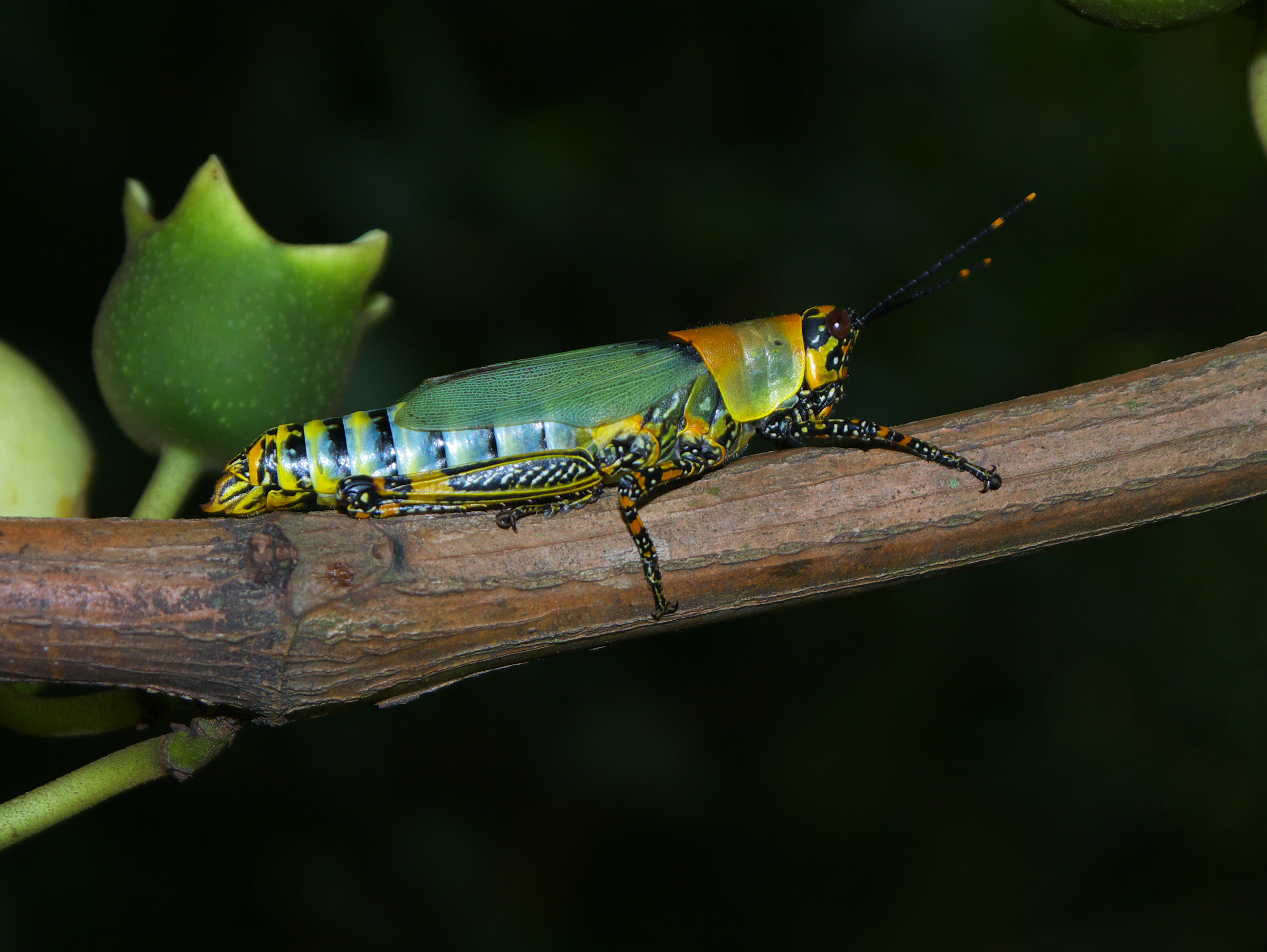 Zonocerus variegatus (Congo Harlequin Locust)