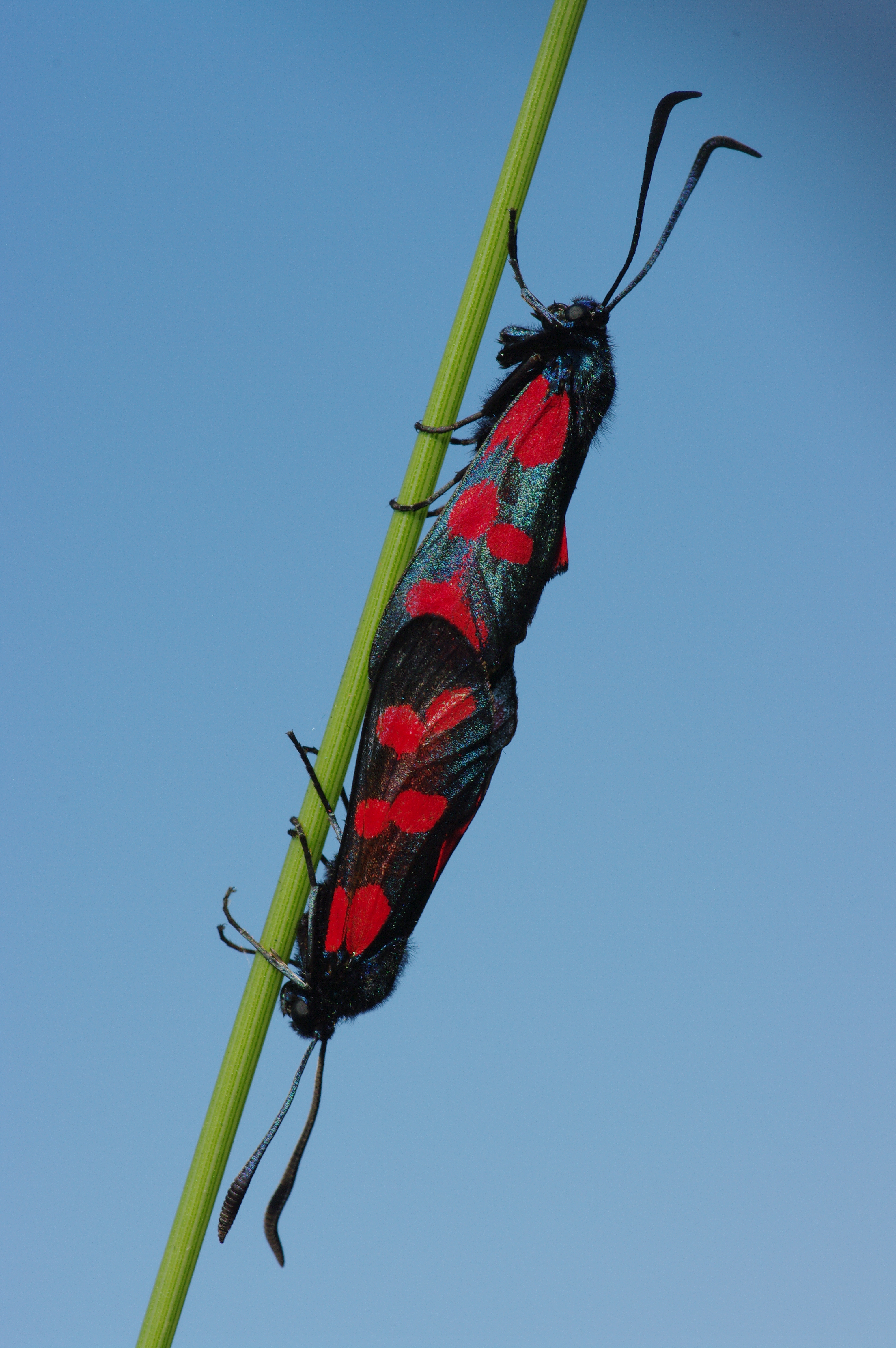 Zygaena filipendulae couple 01