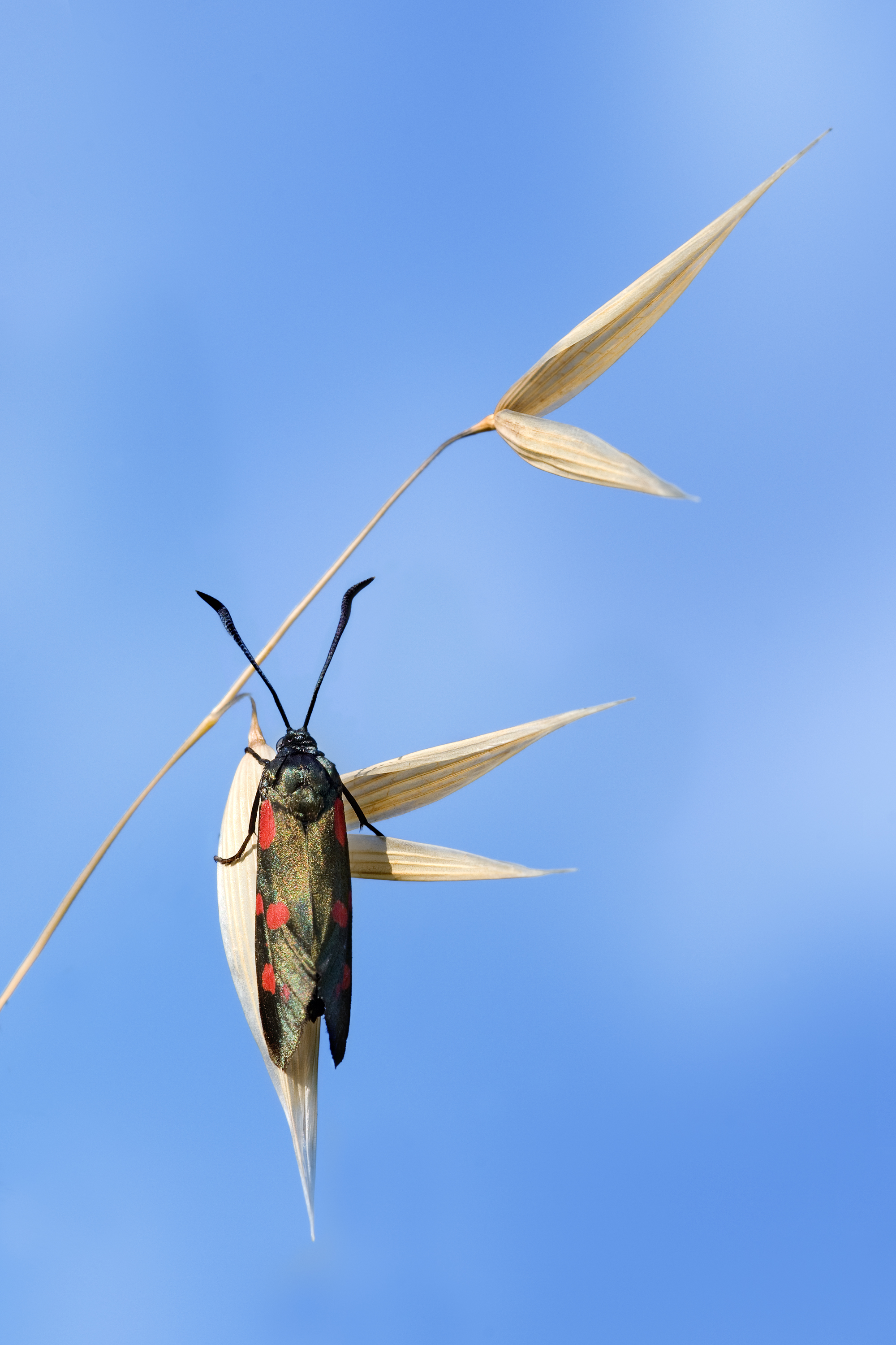 Zygaena filipendulae on Avena sativa