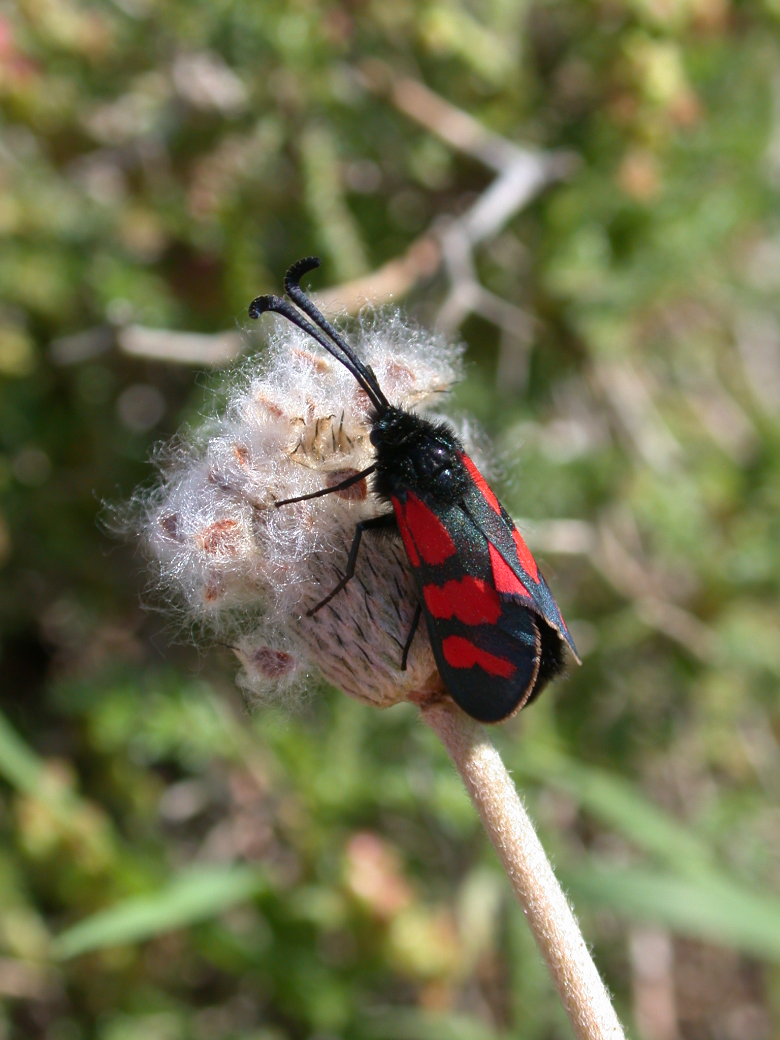 Zygaena graslini 1