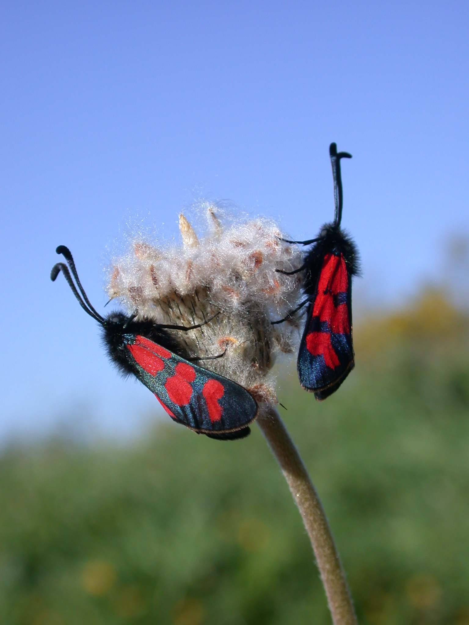Zygaena graslini 2