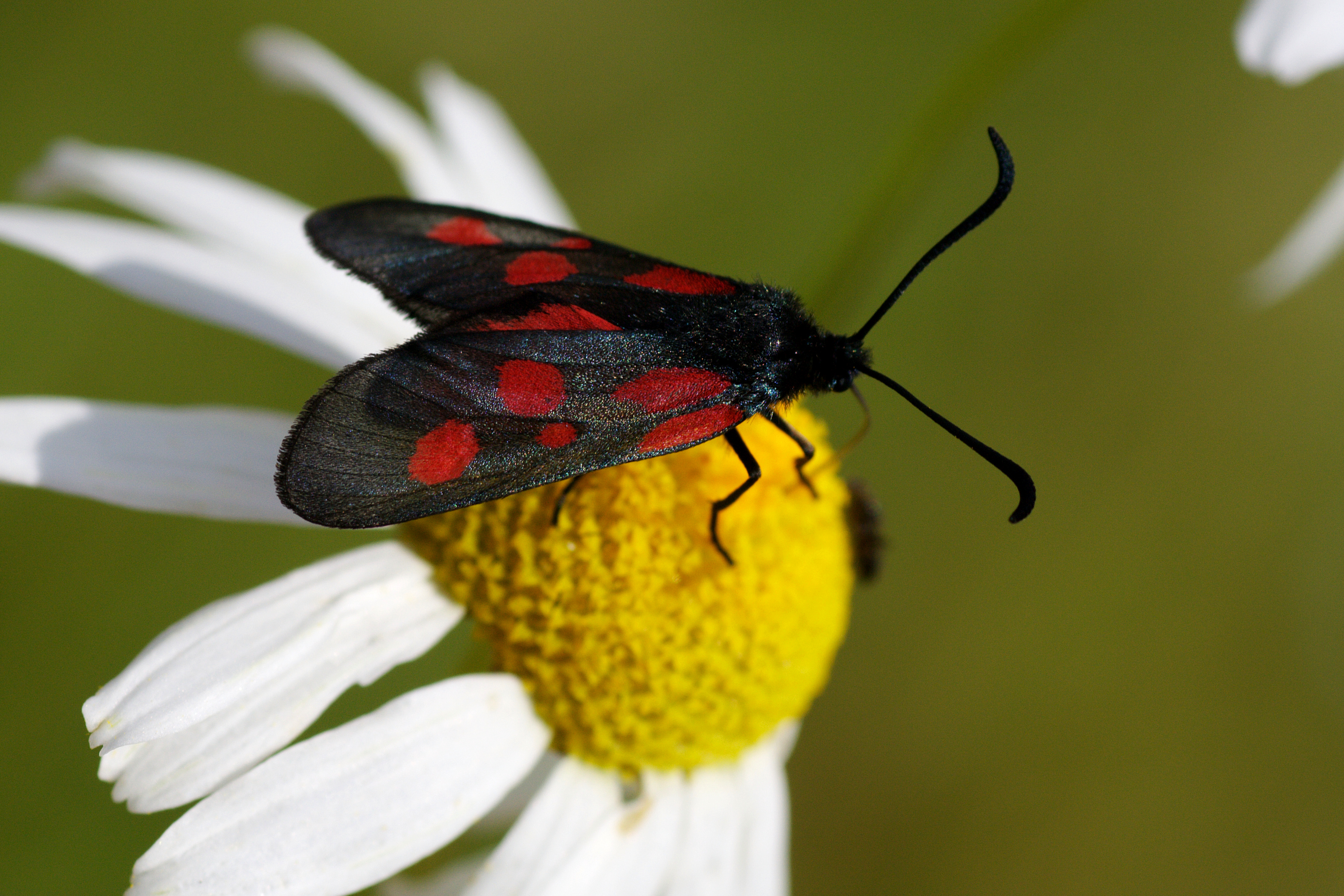 Zygaena lonicerae Aasa-verikireslane estonia 01