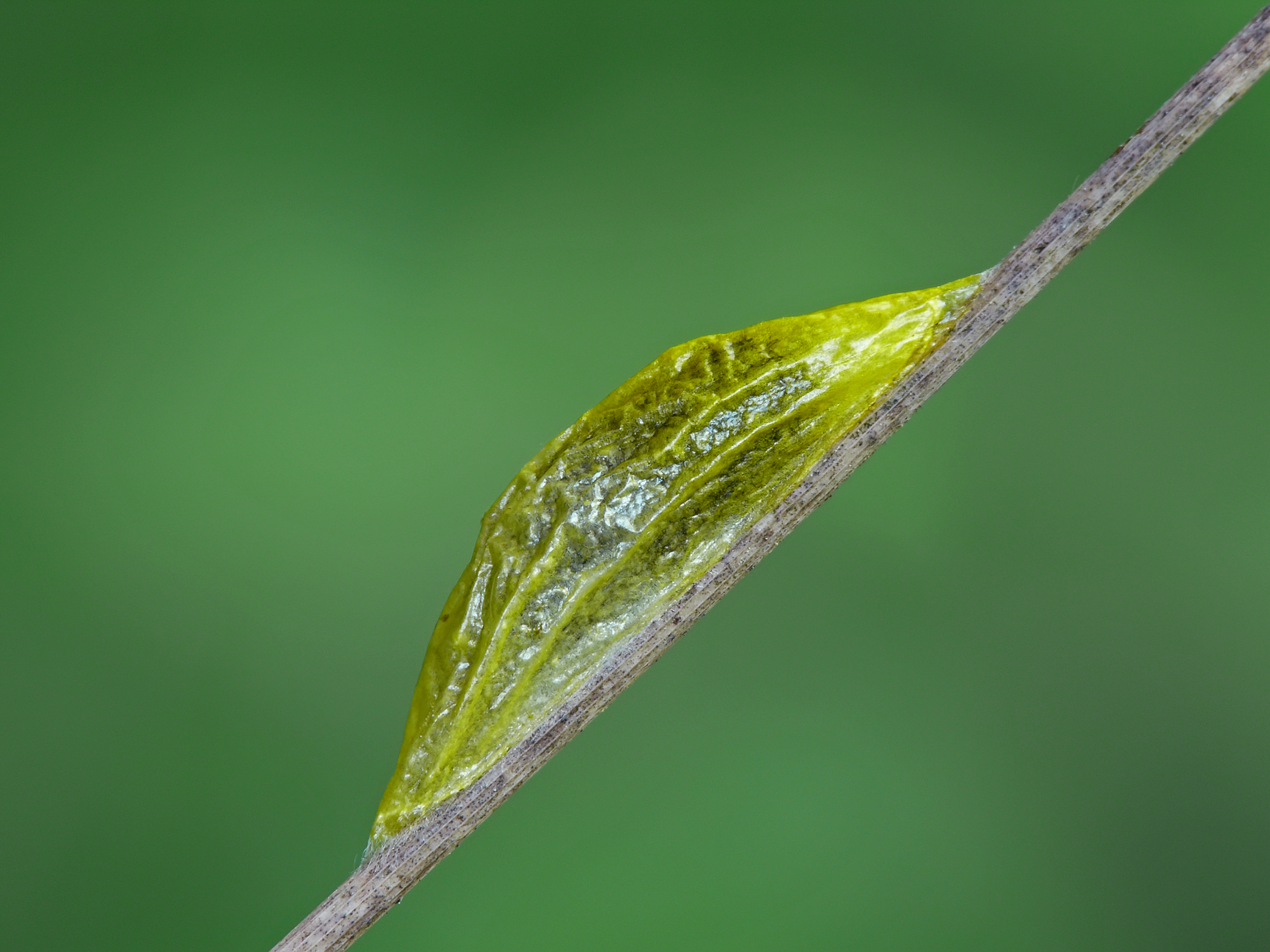 Zygaena lonicerae pupa