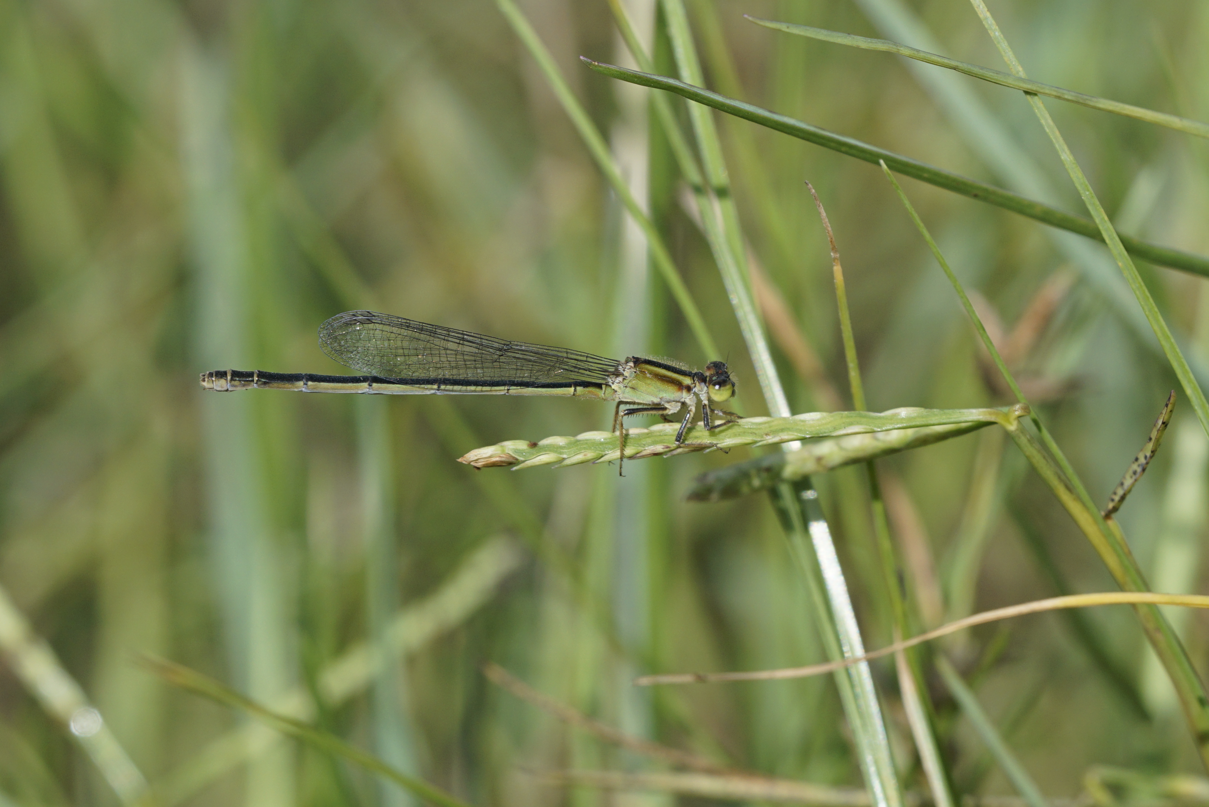 Zygoptera 9764