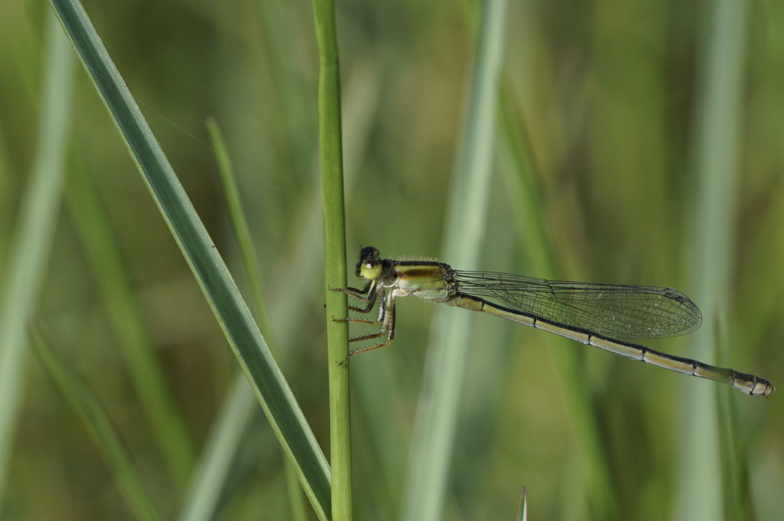Zygoptera 9783