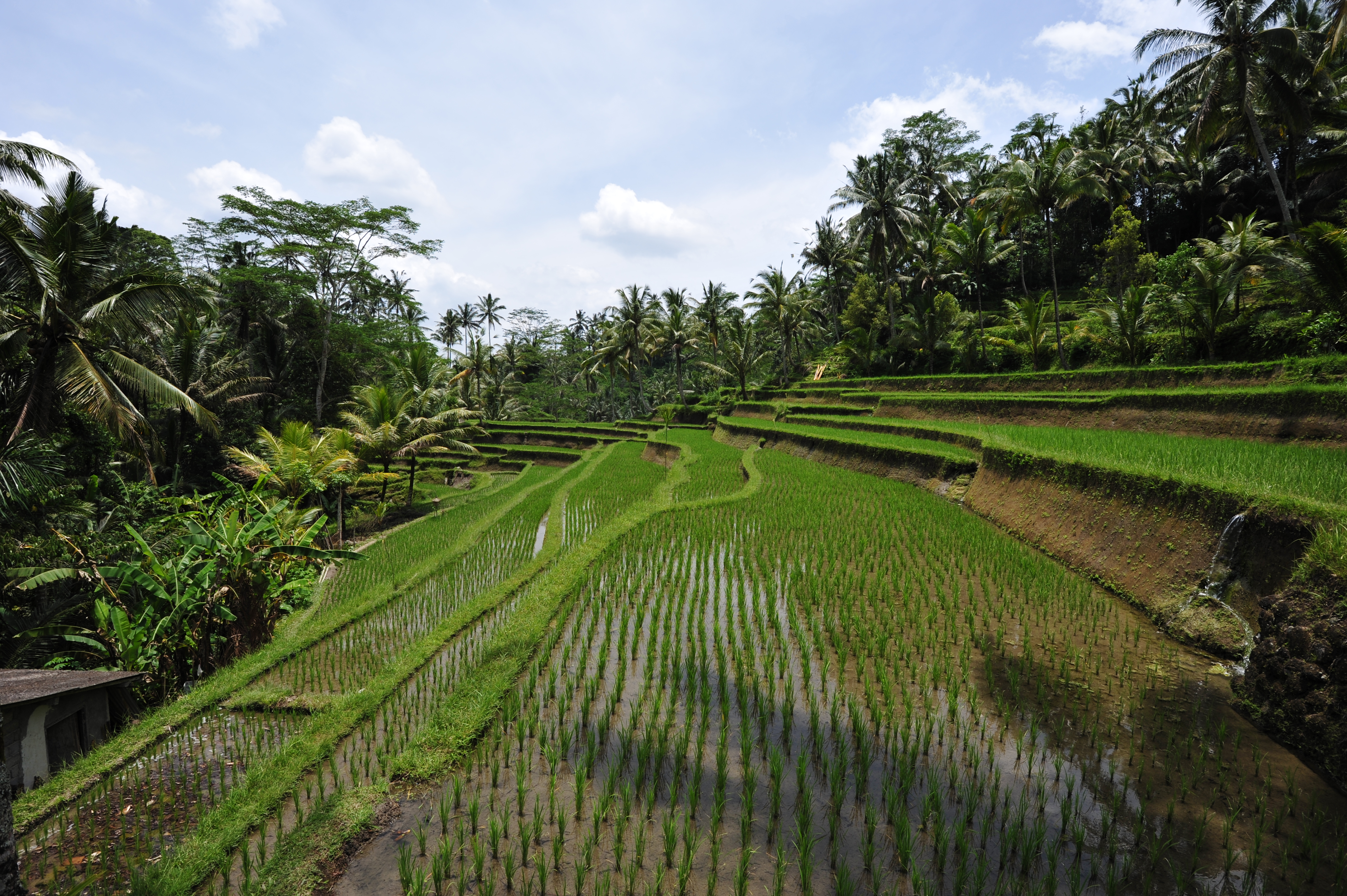 1 bali rice terrace 2011