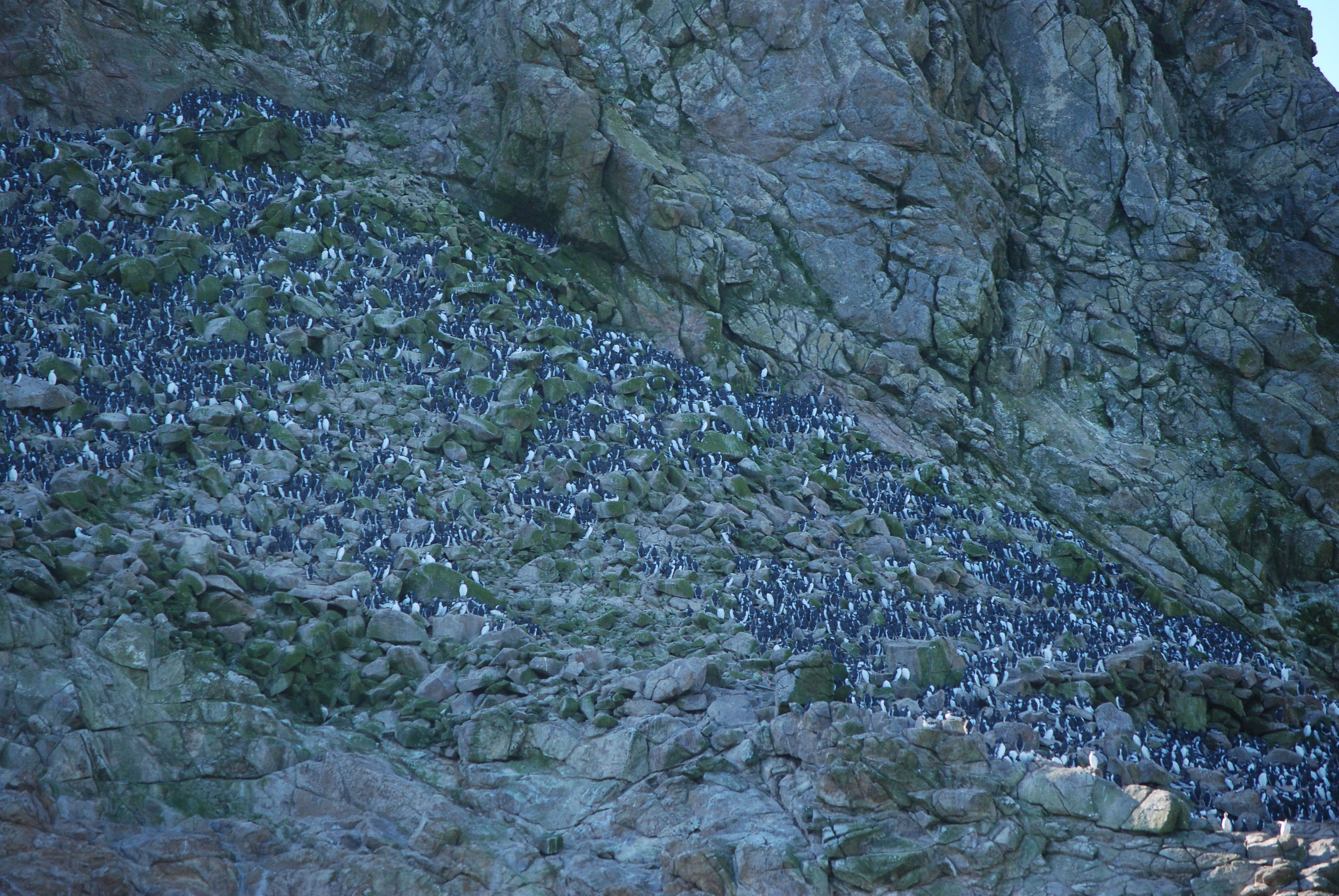 Farallon islands near San Francisco 07