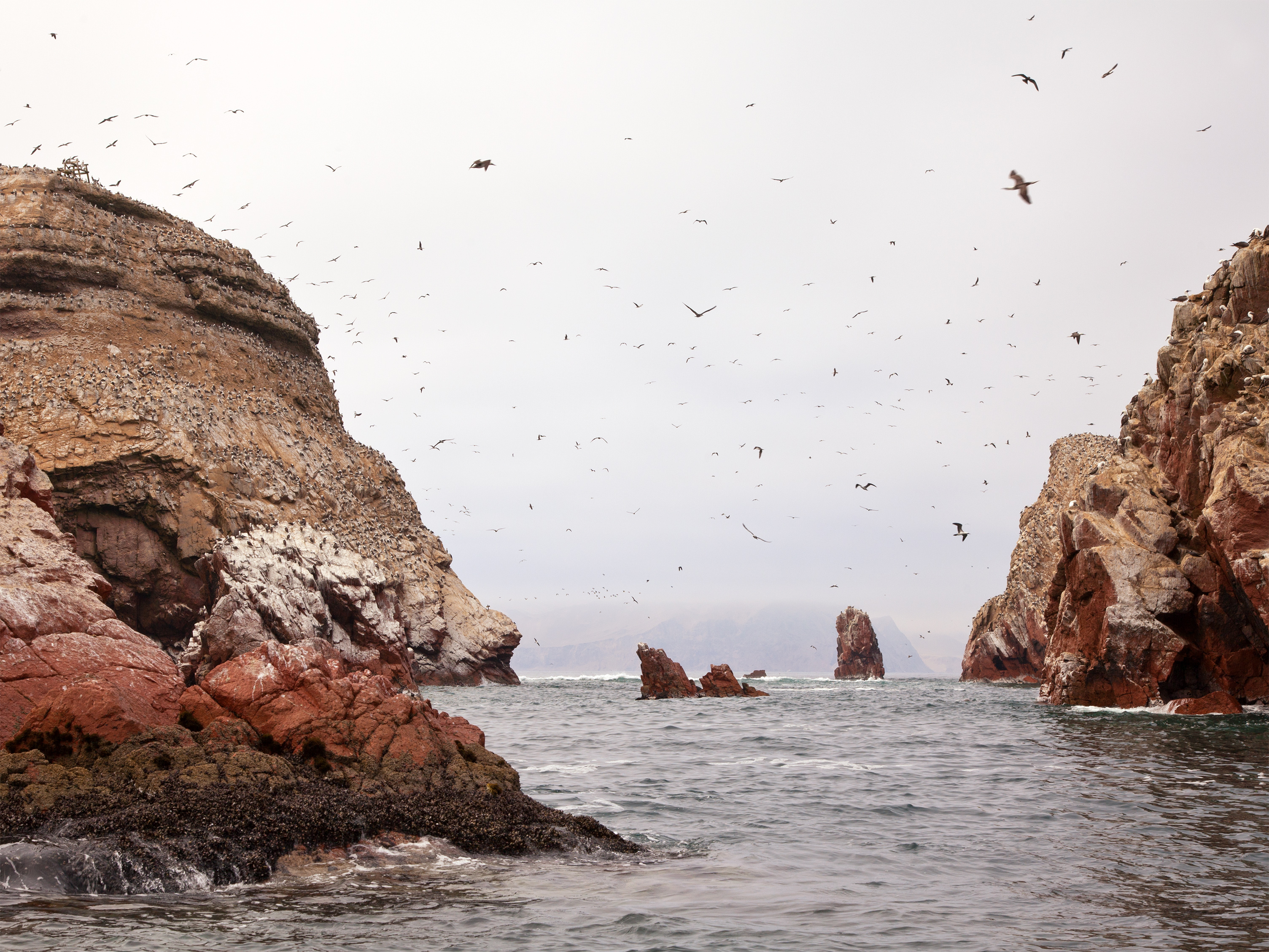 Islas Ballestas Peru Coast