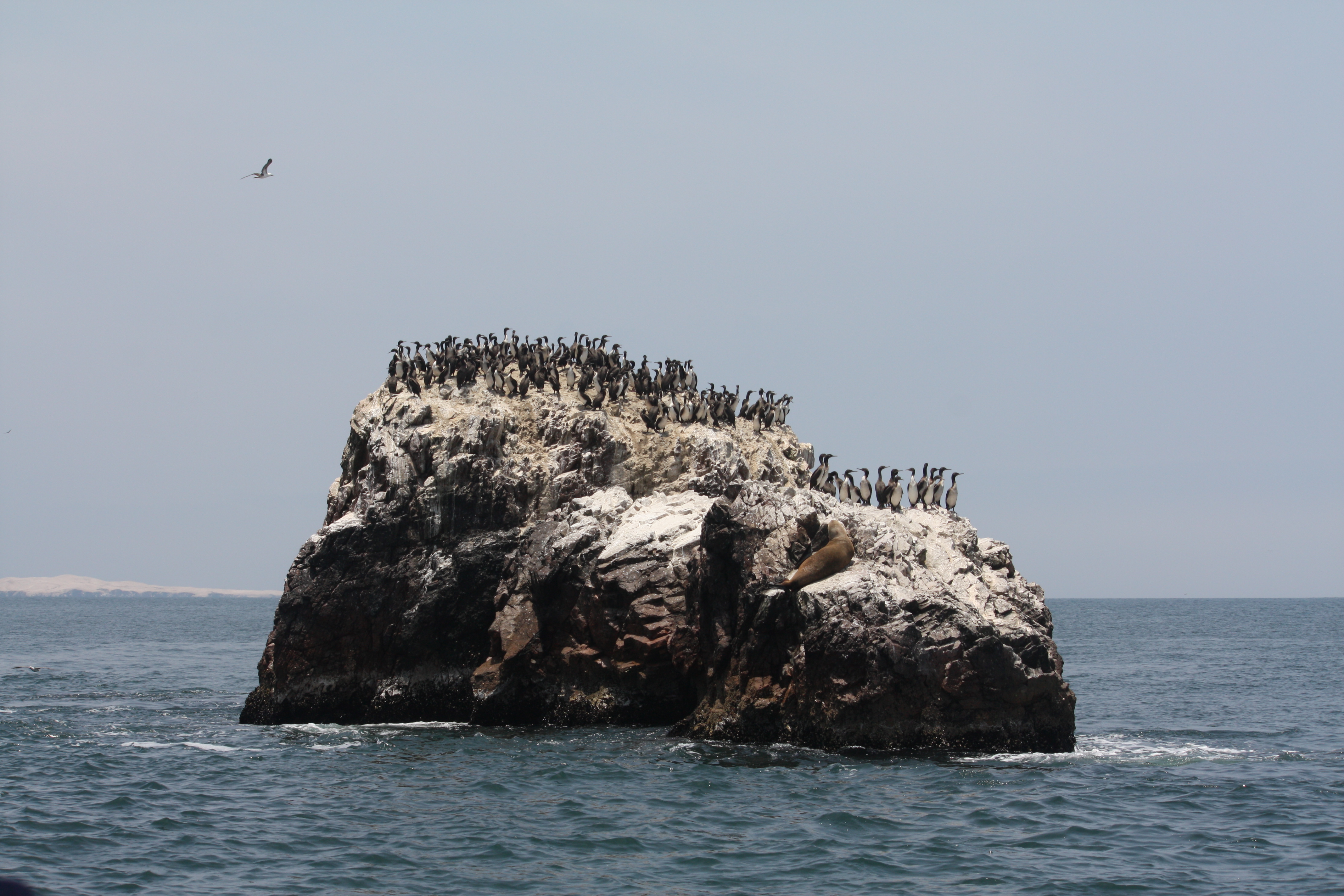 Leucocarbo bougainvillii, Islas Ballestas 2