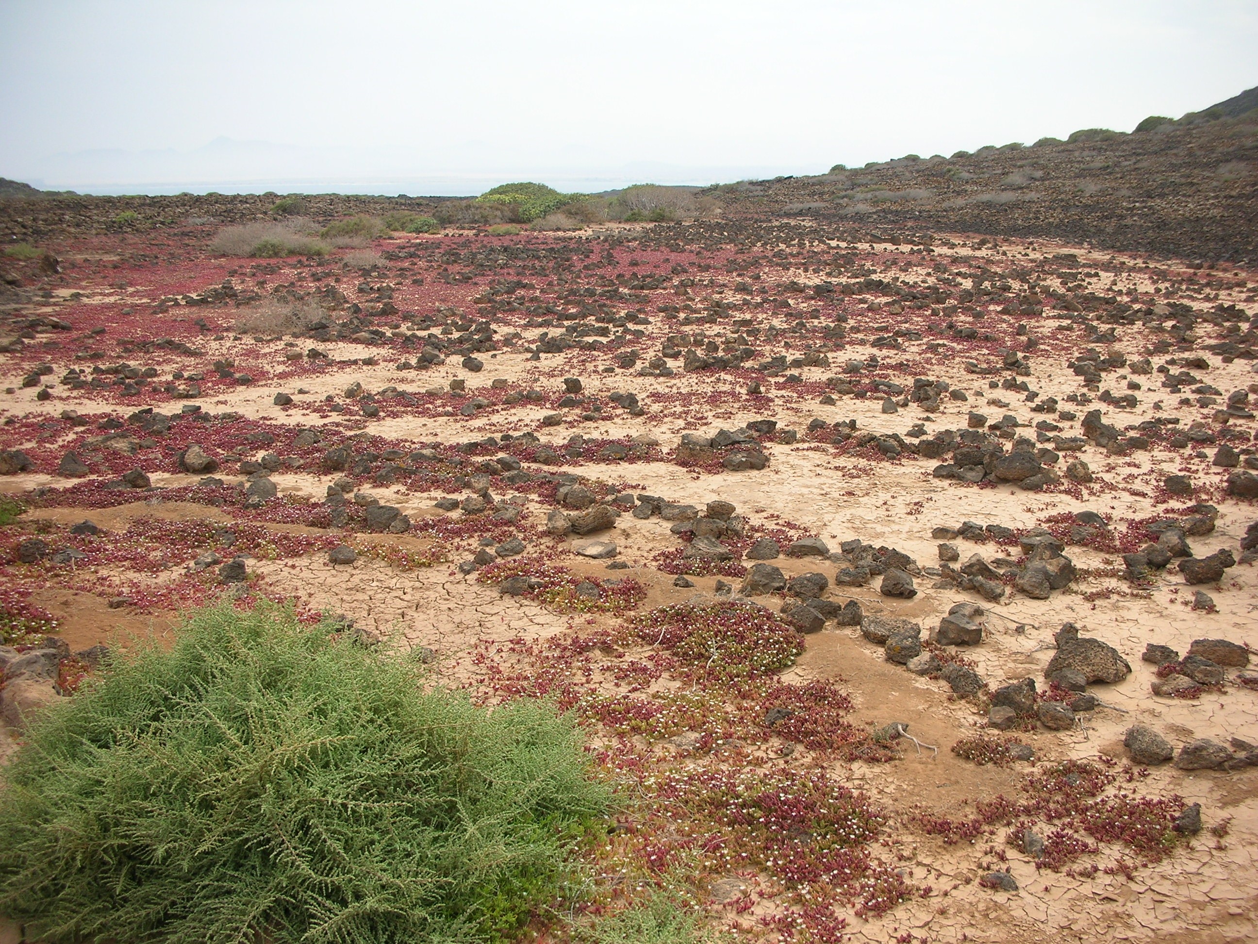Lobos Island interior detail