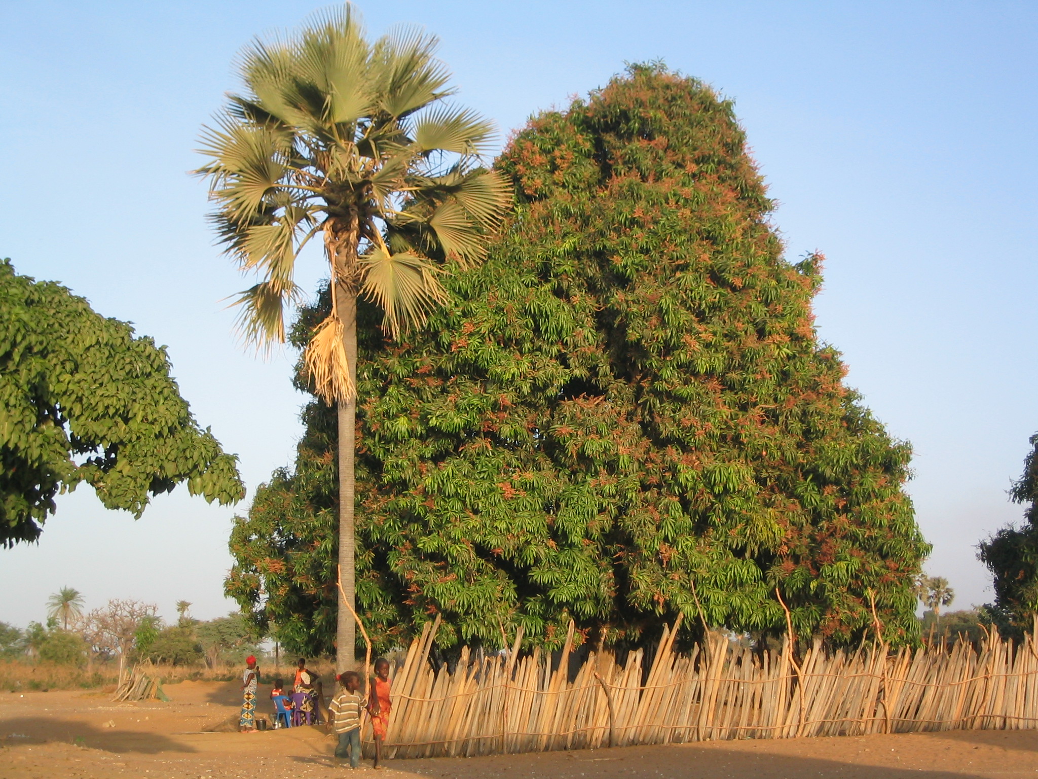 MarLodjArbres
