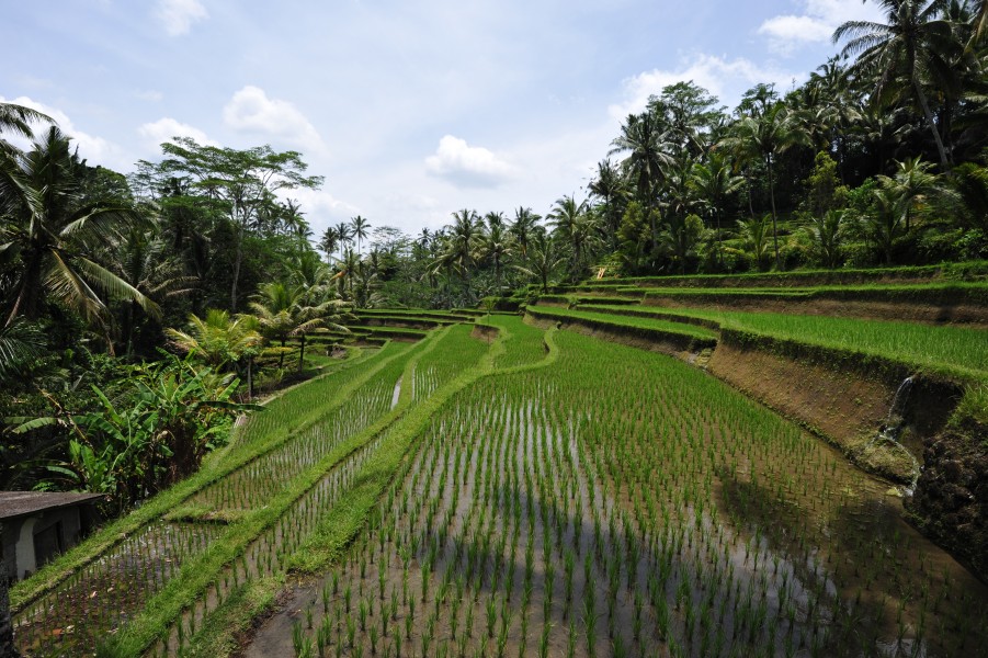 1 bali rice terrace 2011