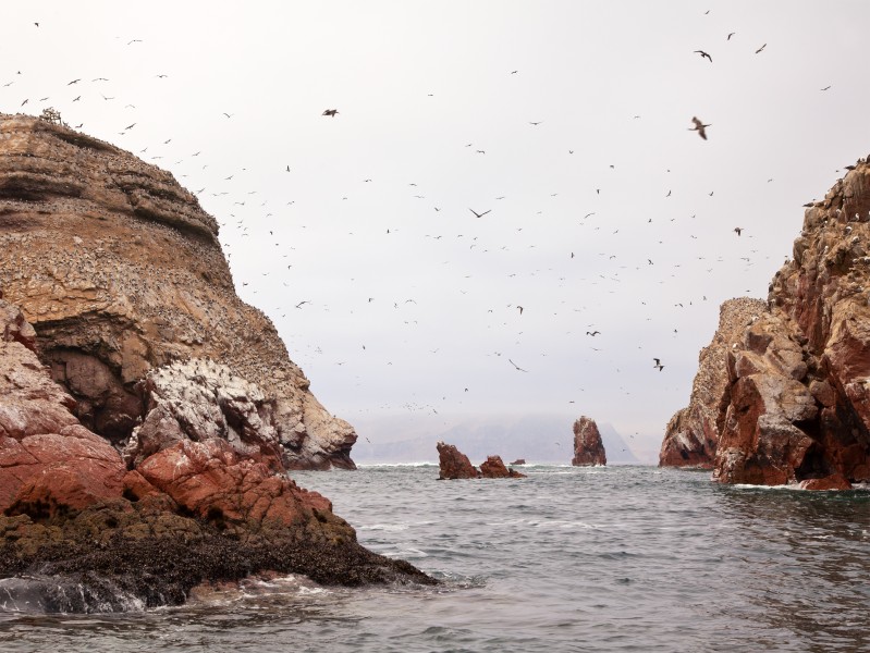 Islas Ballestas Peru Coast