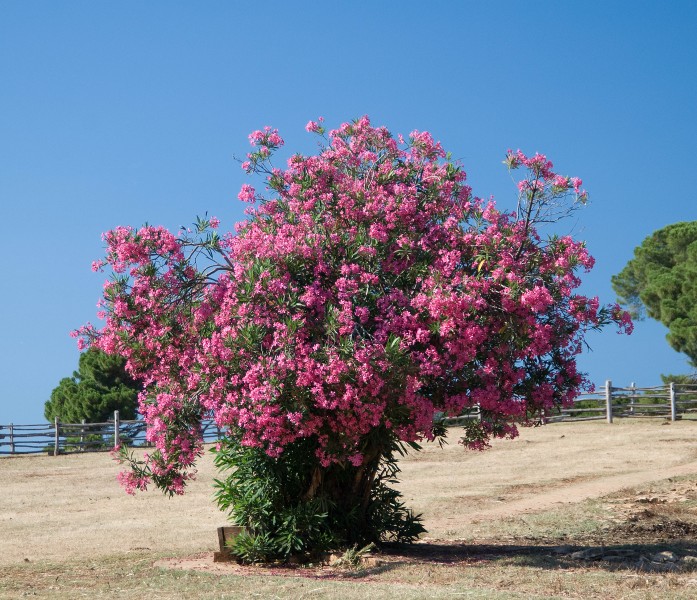 Oleander stablo