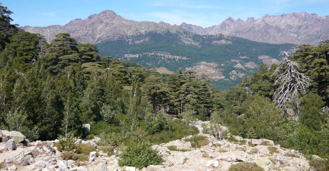 Pinus laricio im Forêt de Valdo-Niellu
