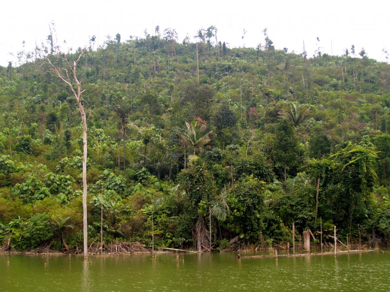 River and forest in Bogor, West Java