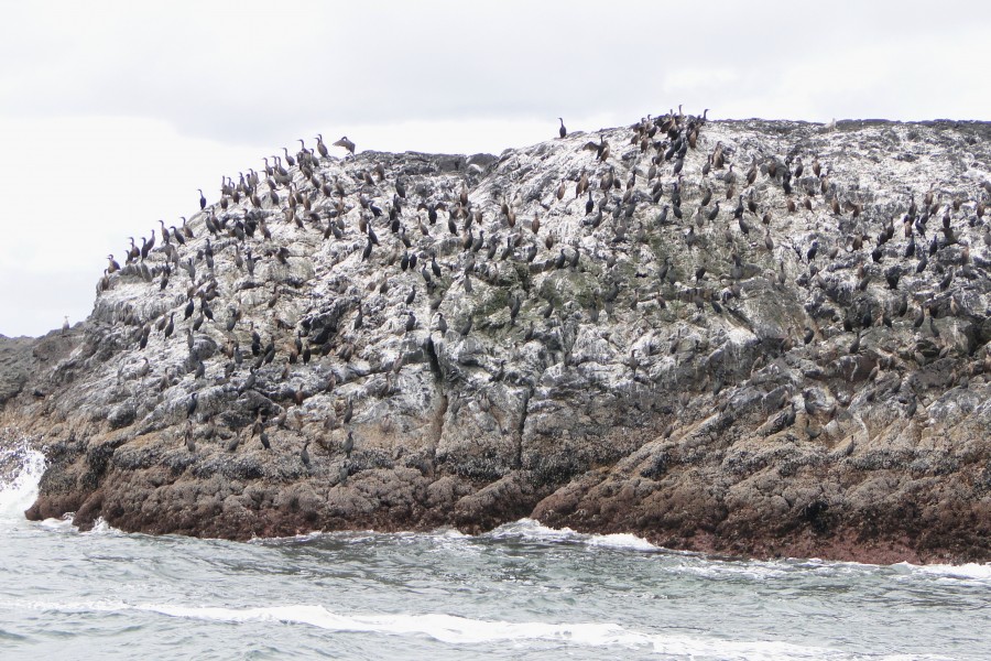Seabirds Gather Off Pacific Rim National Park - Vancouver Island BC - Canada