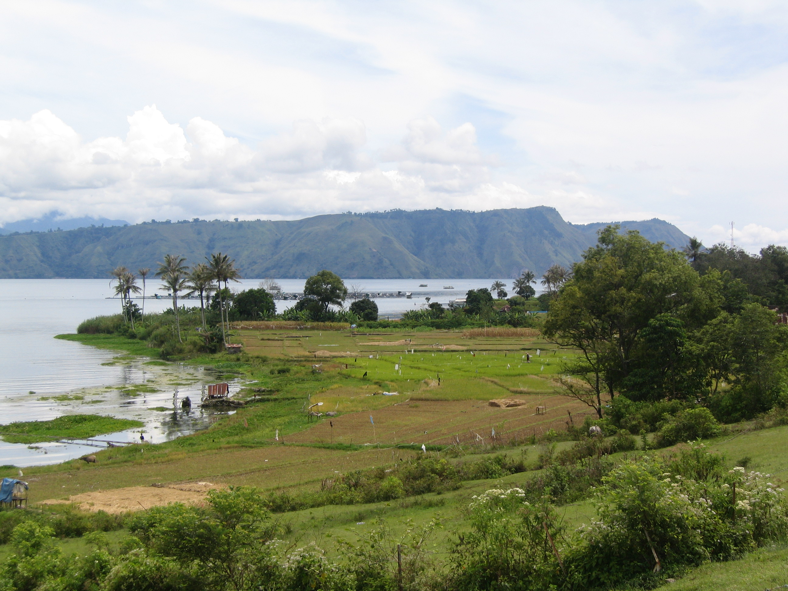Reisfeld lake toba