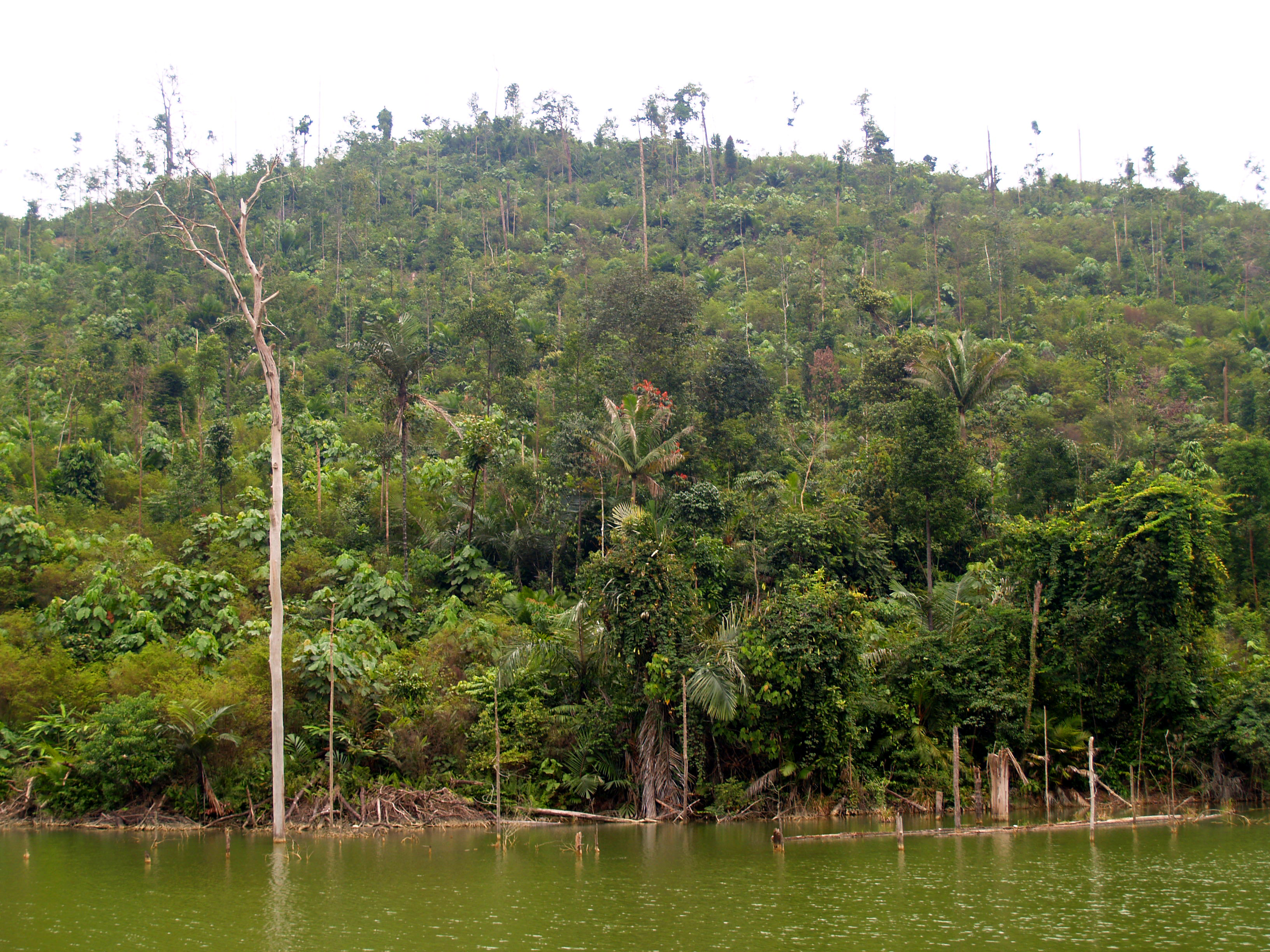 River and forest in Bogor, West Java
