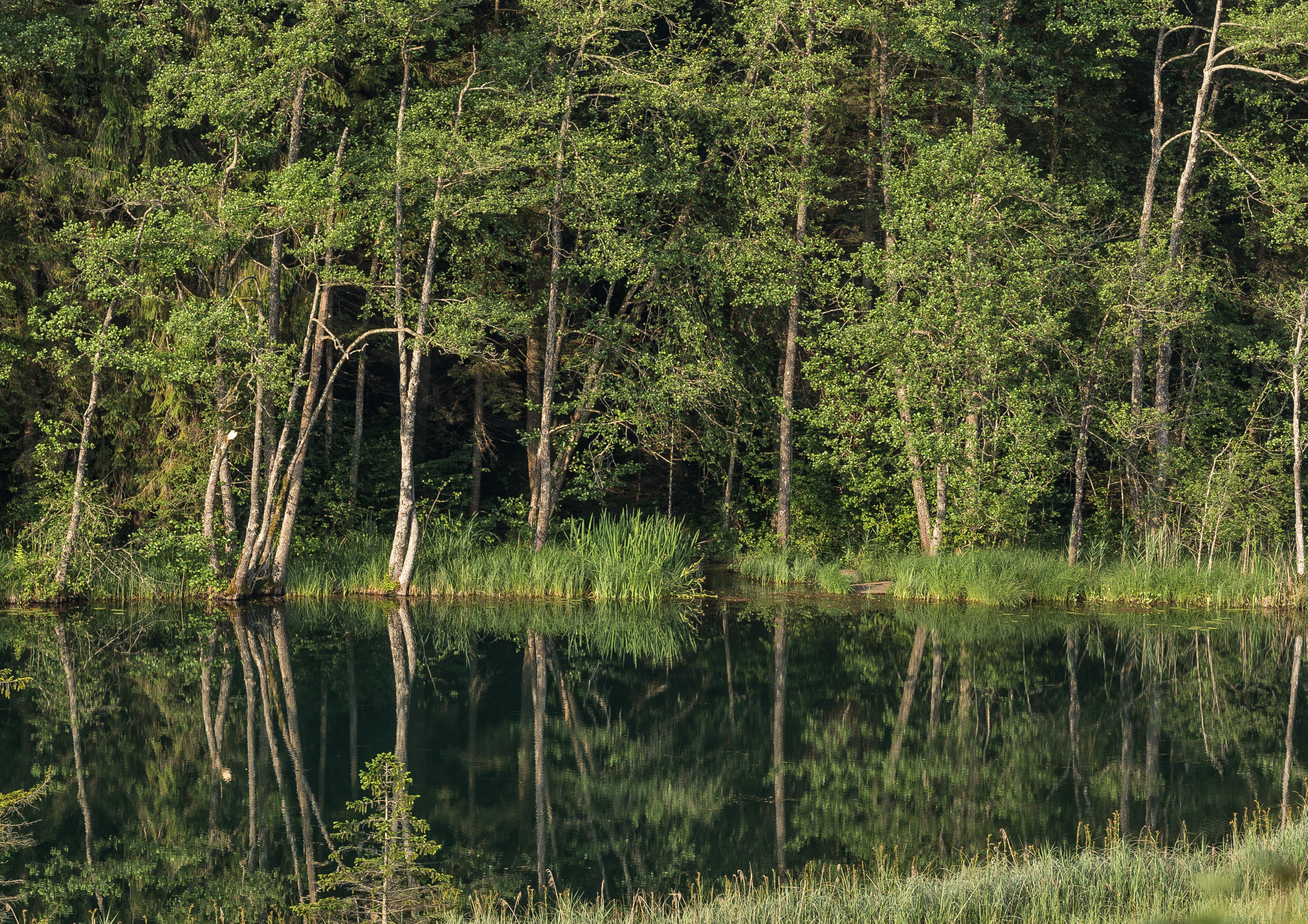 Bassgeigensee - Dobeinitz Kärnten-9241