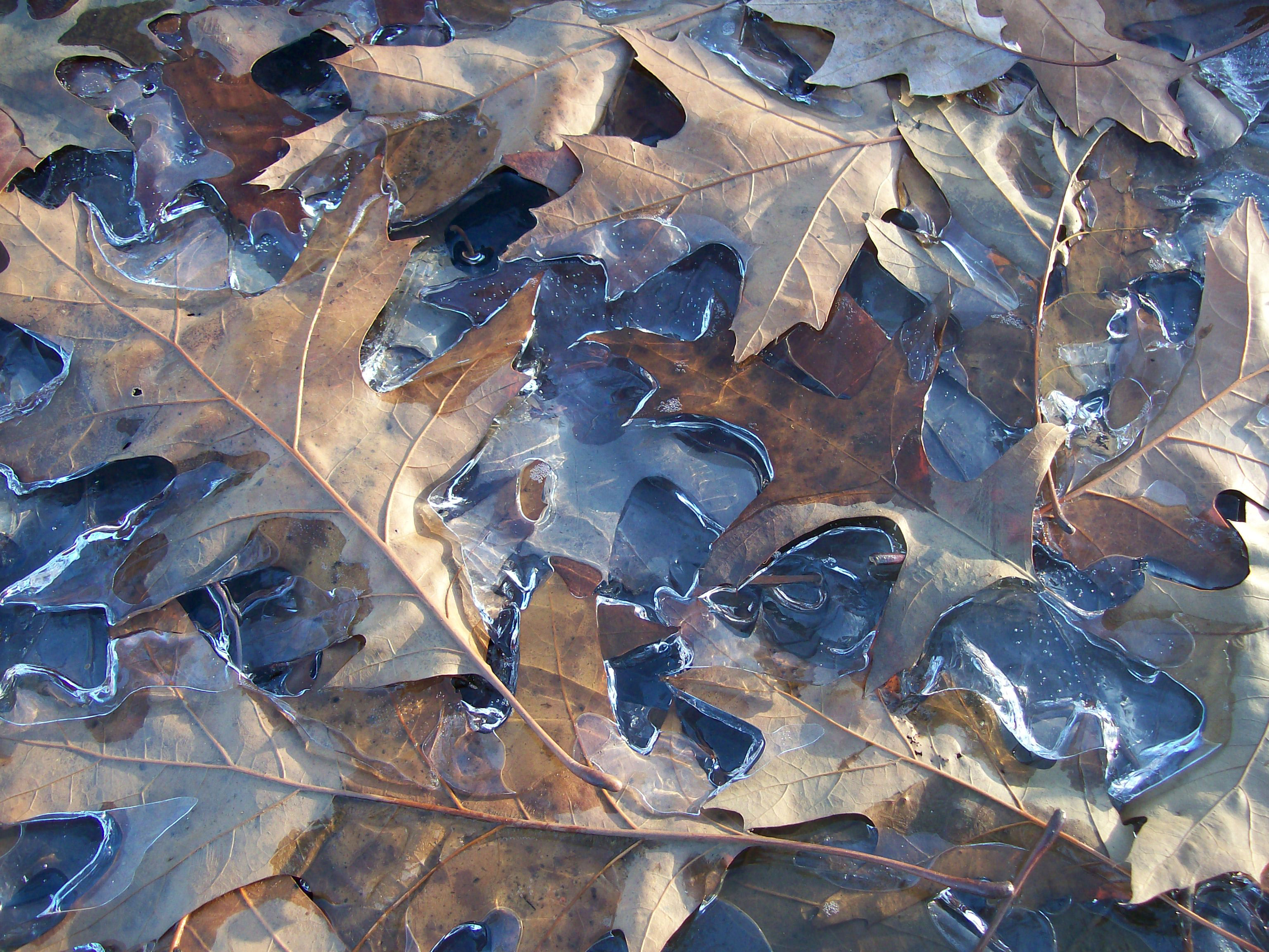 Frozen Oak Leaves closer