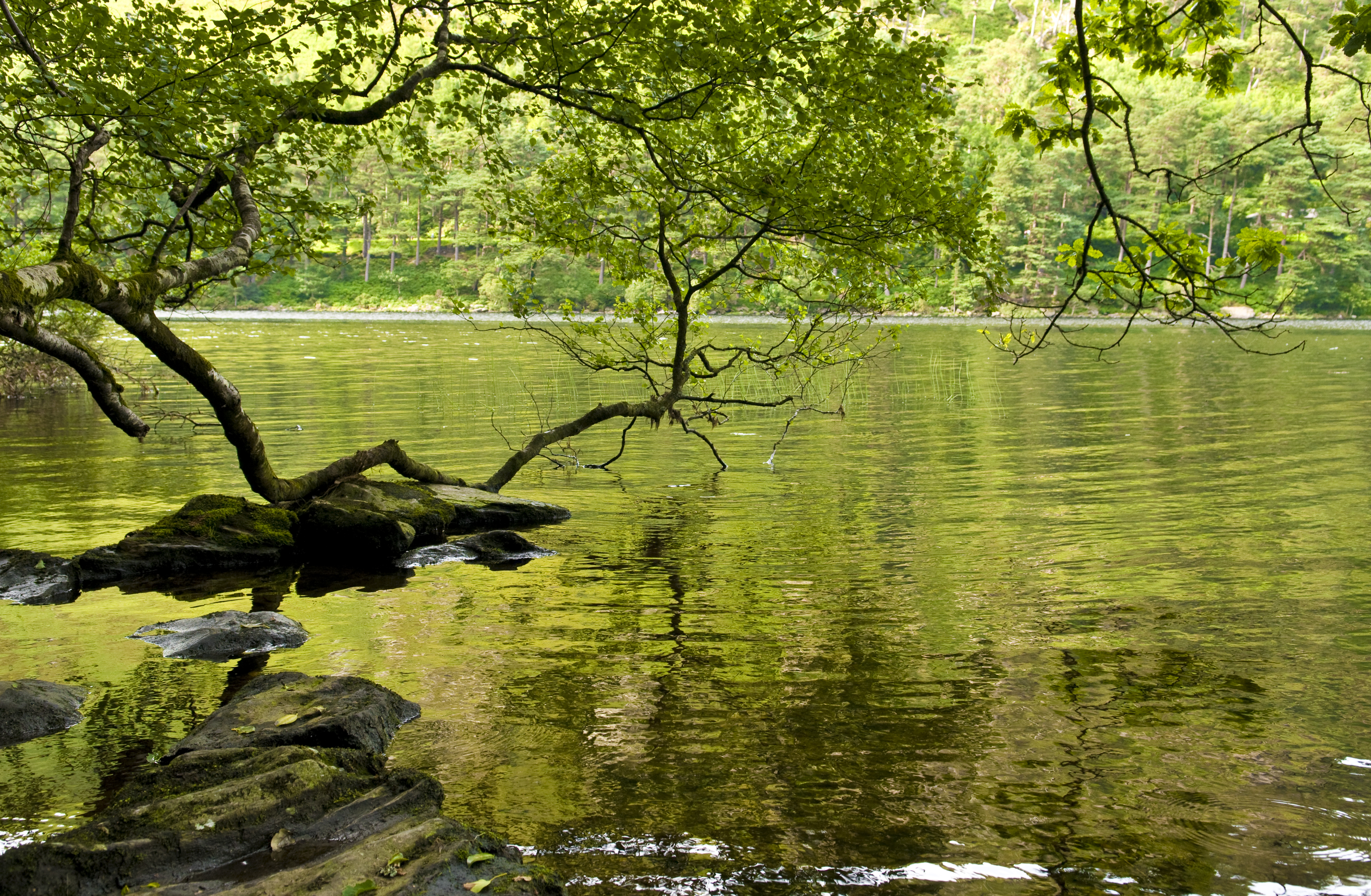 Green Glendalough (2698511021)