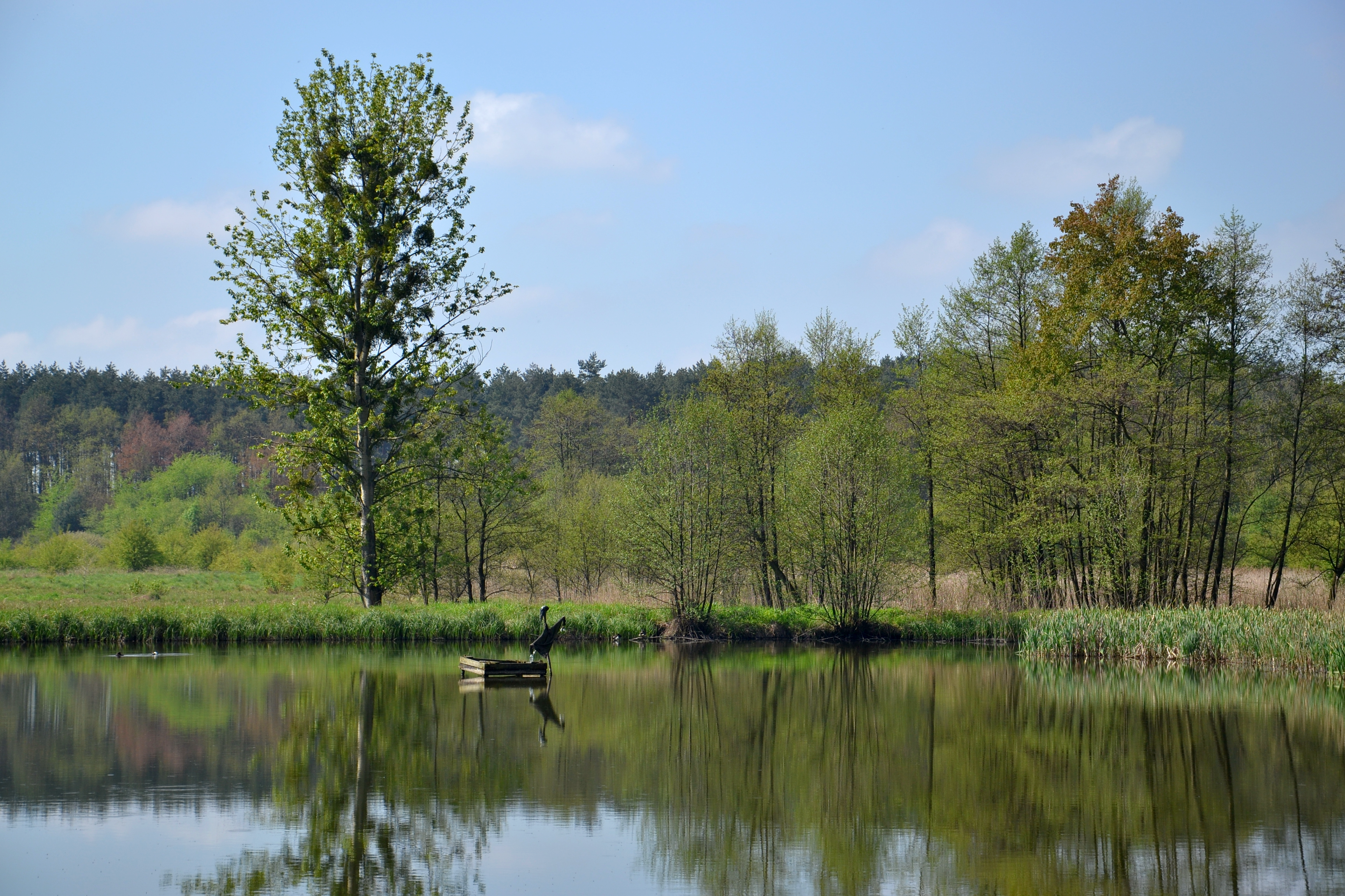 Gzel Mały lake, Rybnik 02