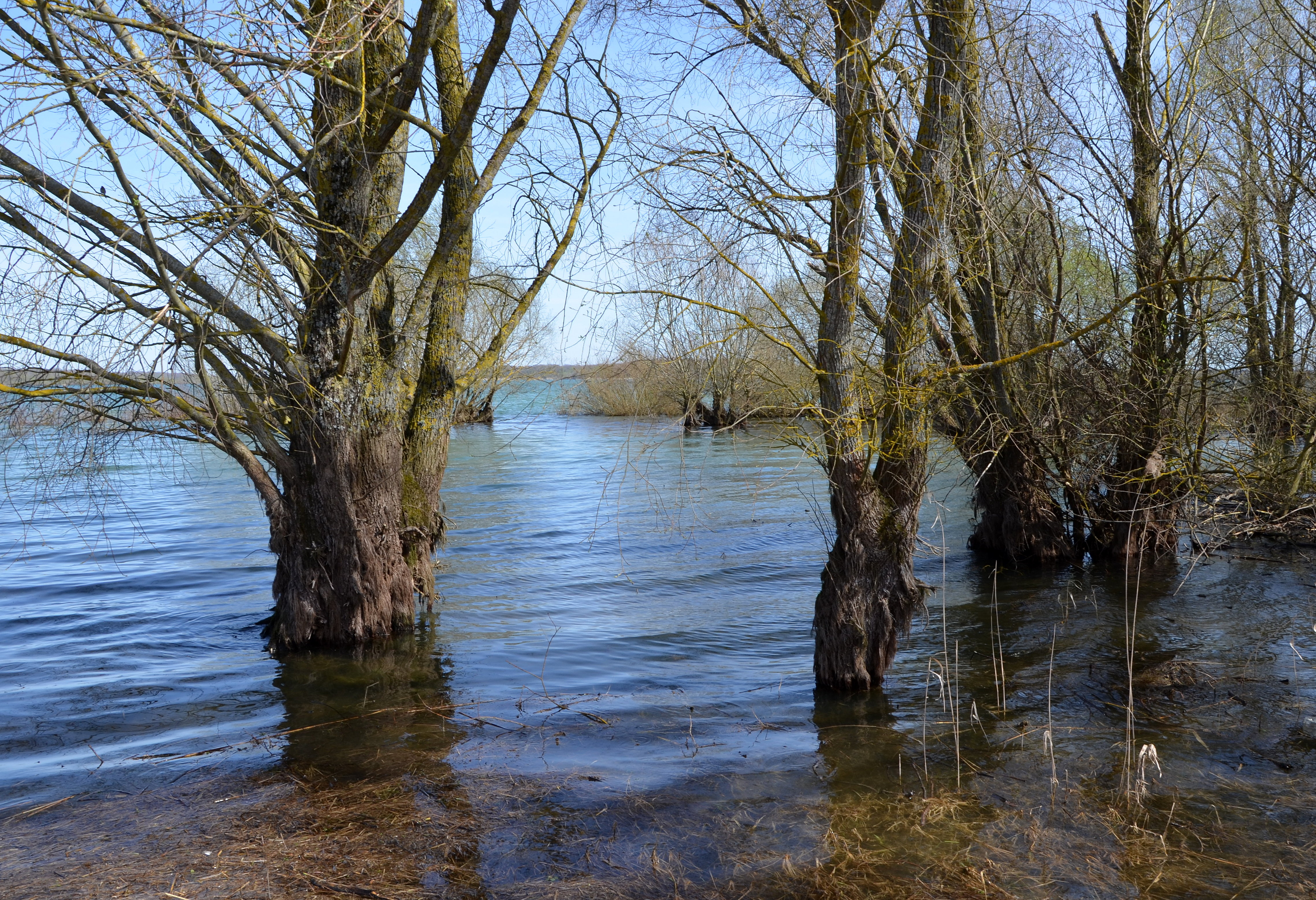 Lac de Der DSC 0062