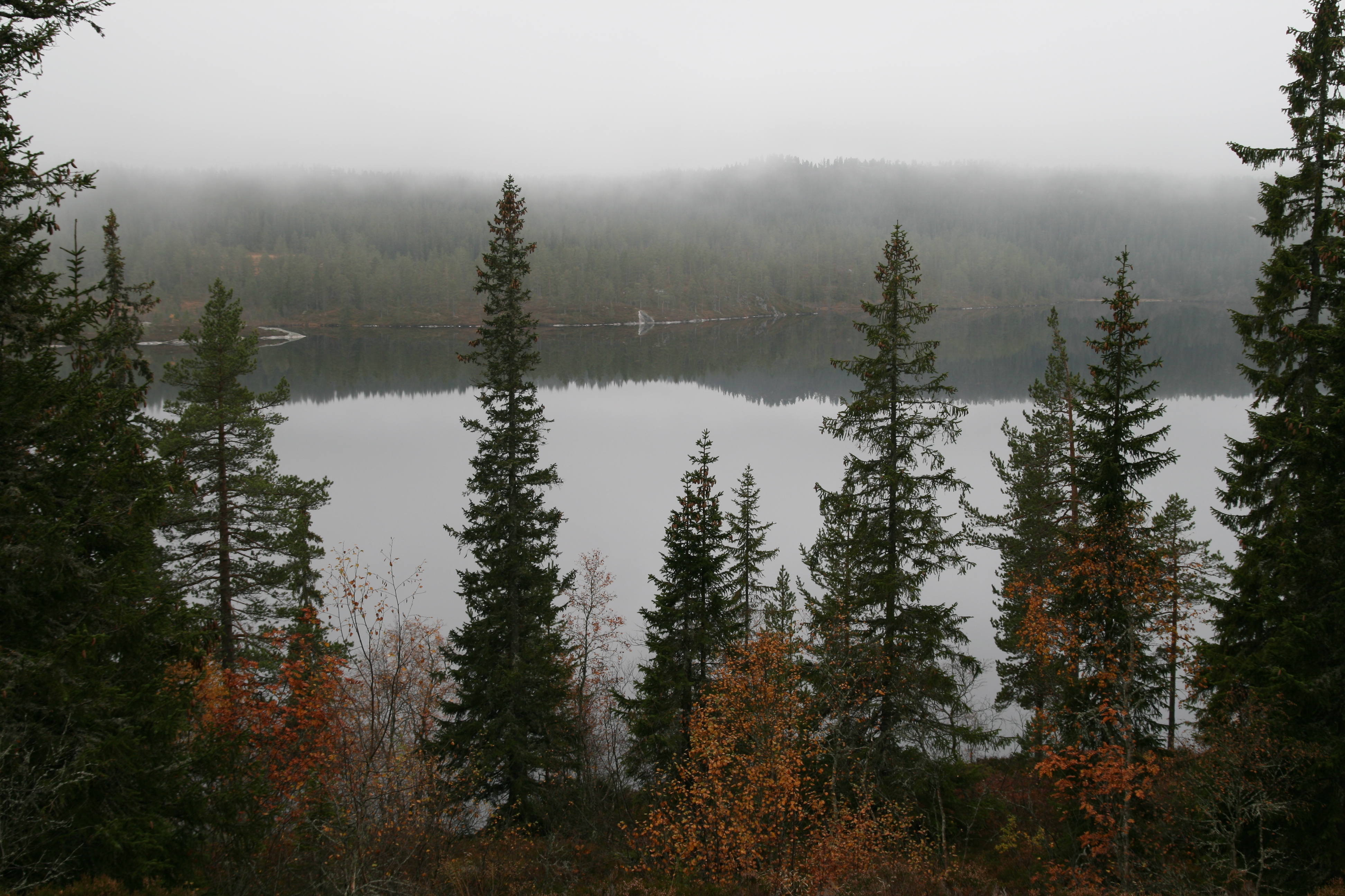 Misty morning in the mountains