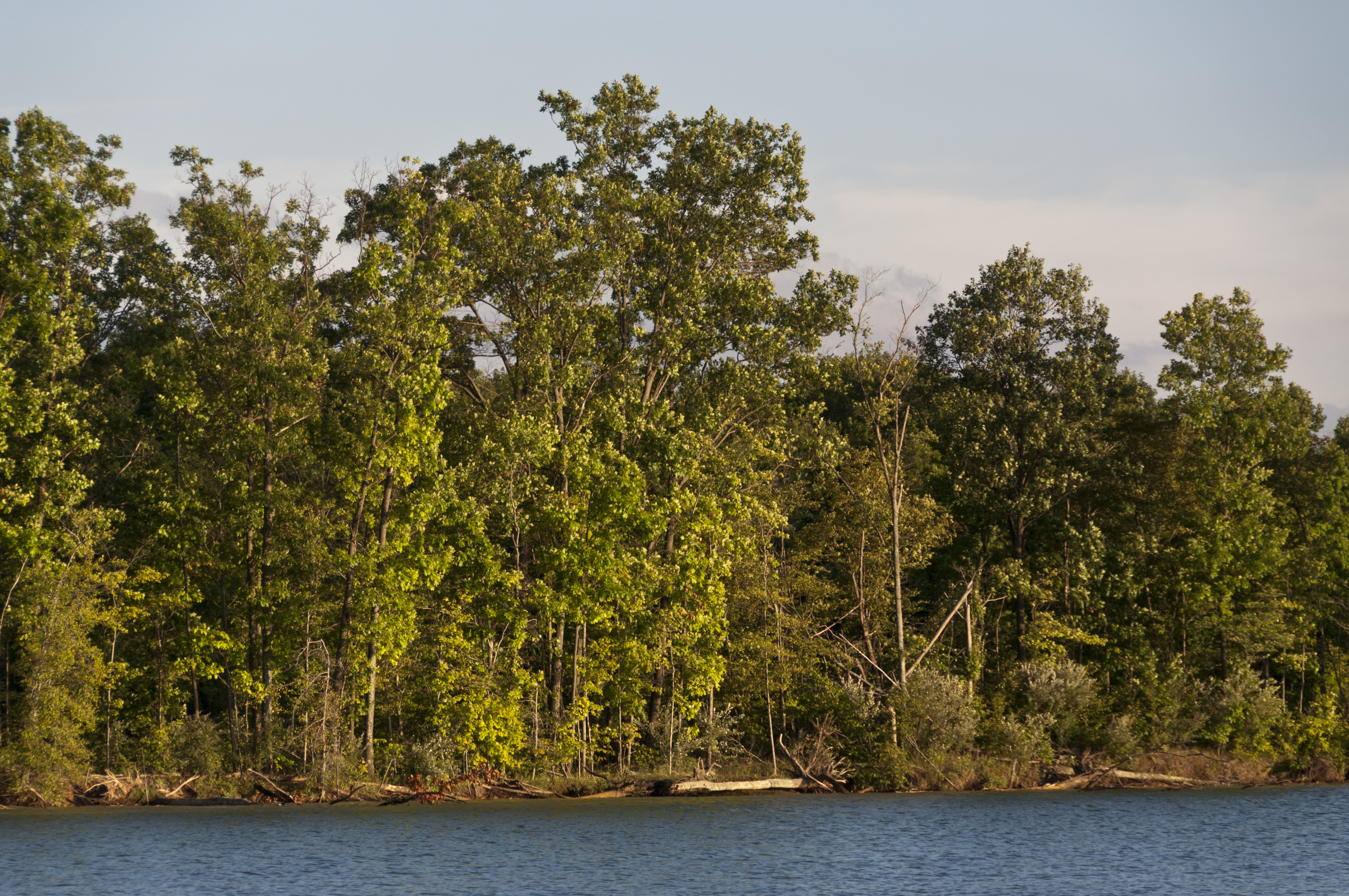 Mixed Forests around Alum Creek Lake 1