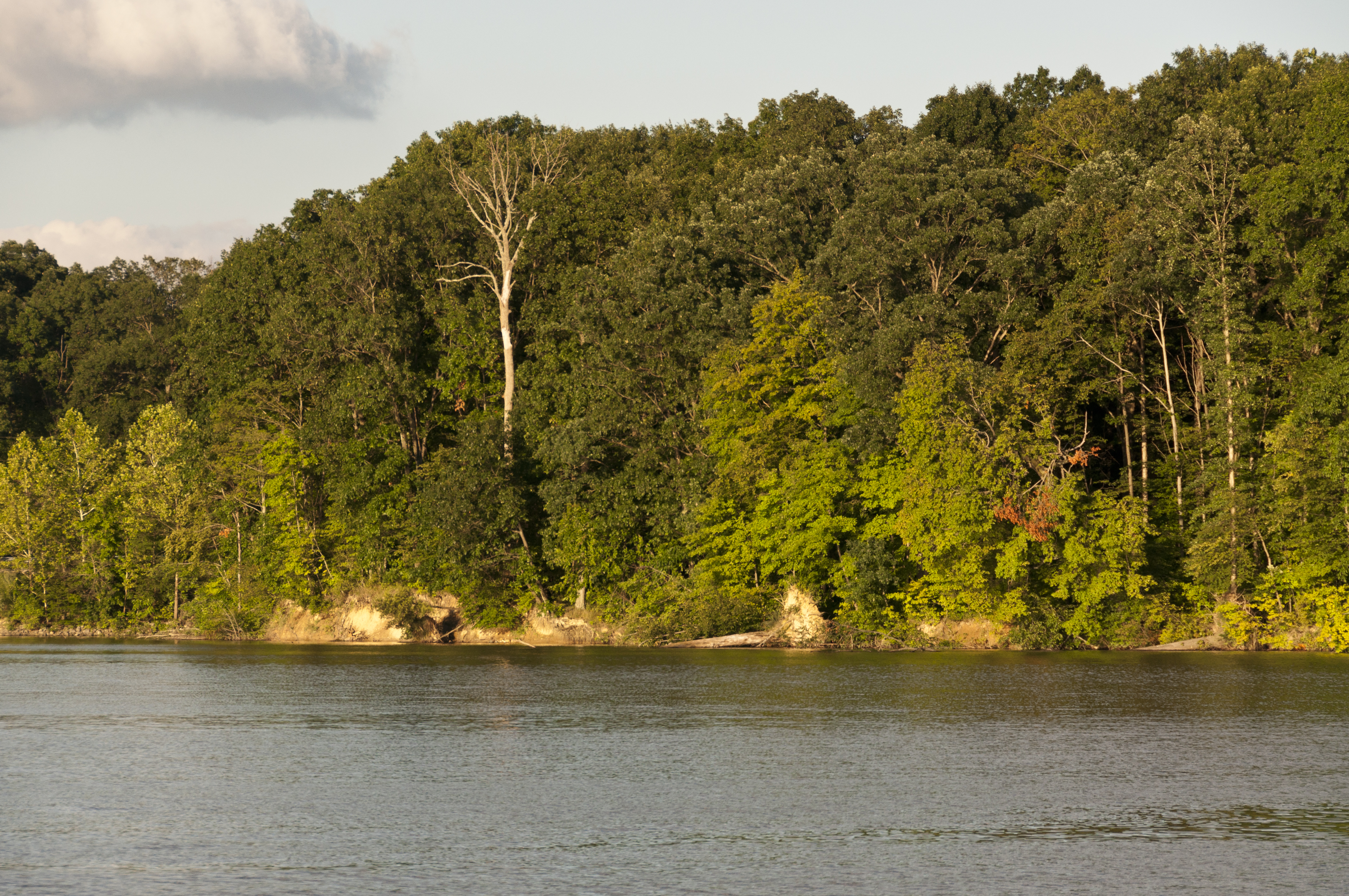 Mixed Forests around Alum Creek Lake 2