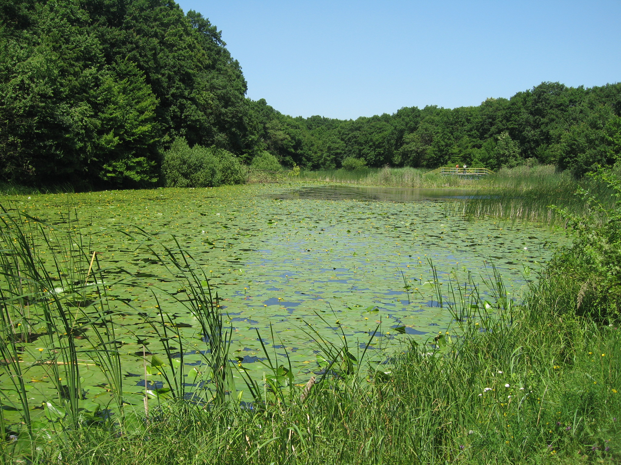 Nymphaea on the lake