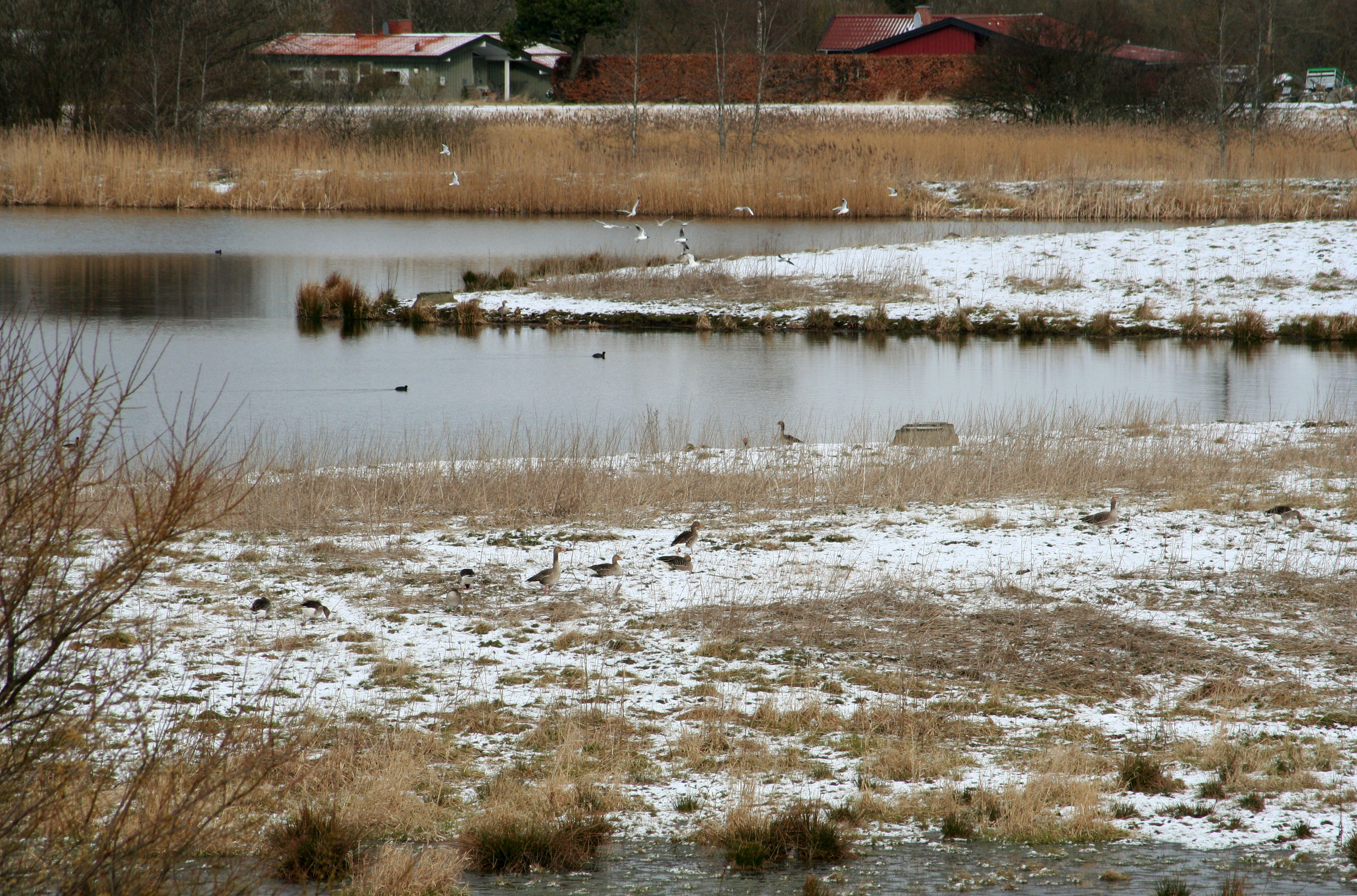 Pøleå Fugle ved Strødam