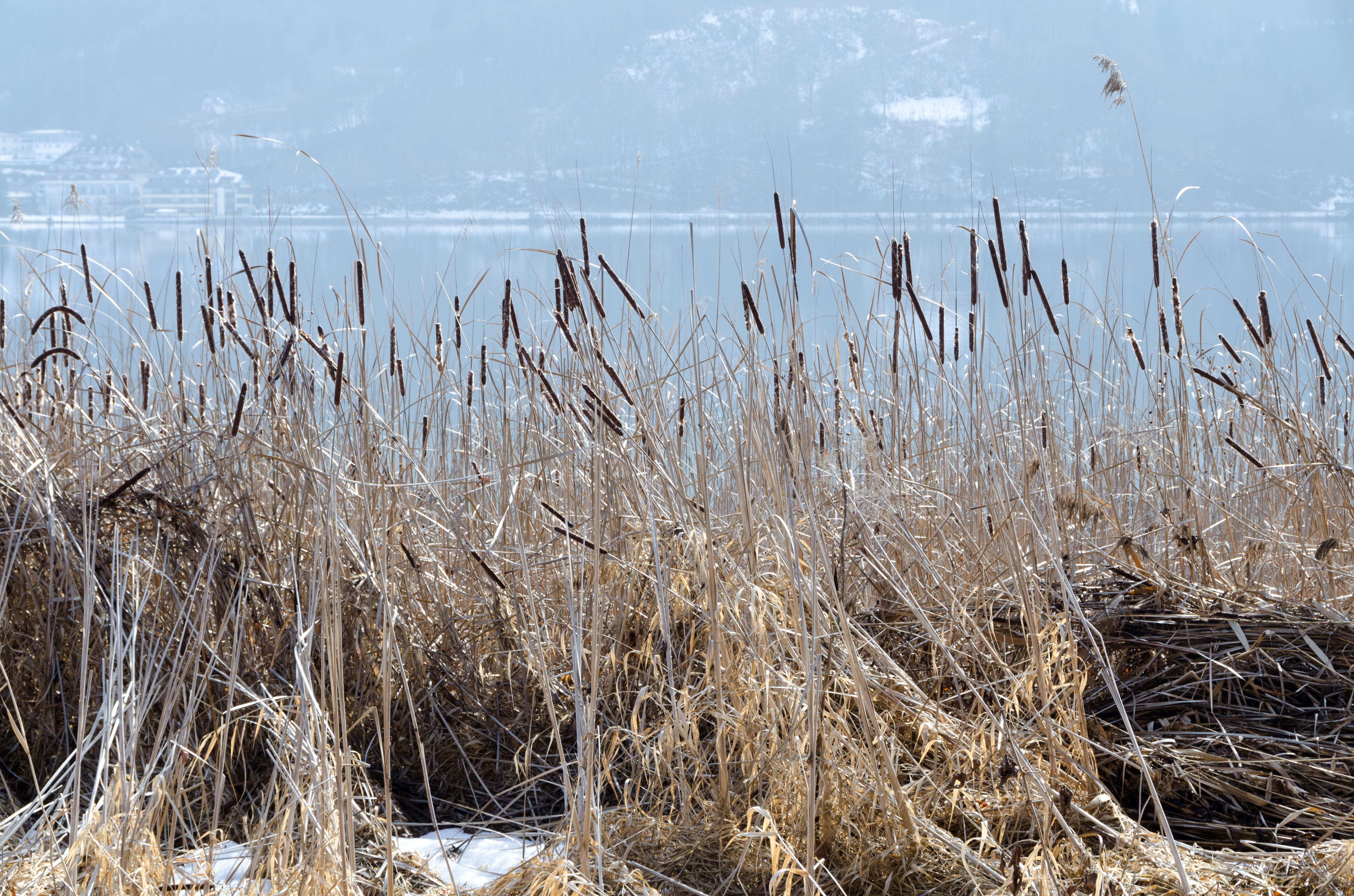 Poertschach Halbinselpromenade Typha angustifolia 23022015 4912