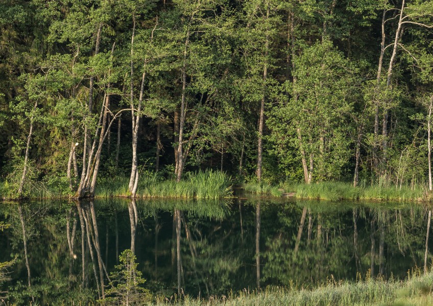 Bassgeigensee - Dobeinitz Kärnten-9241