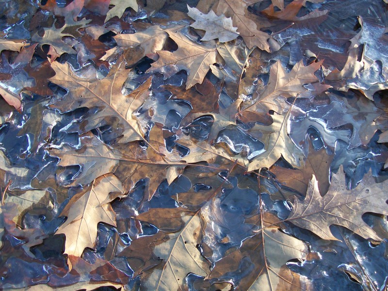 Frozen Oak Leaves 1