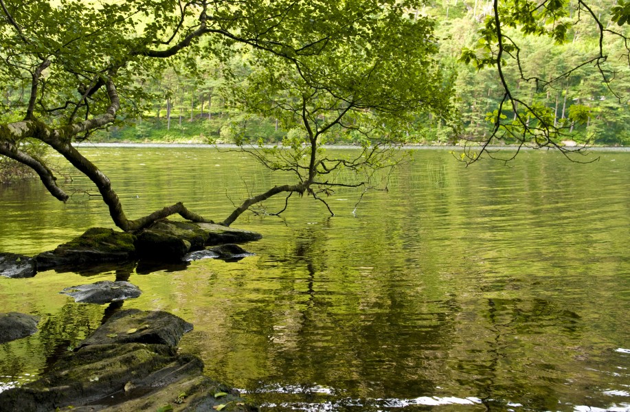 Green Glendalough (2698511021)