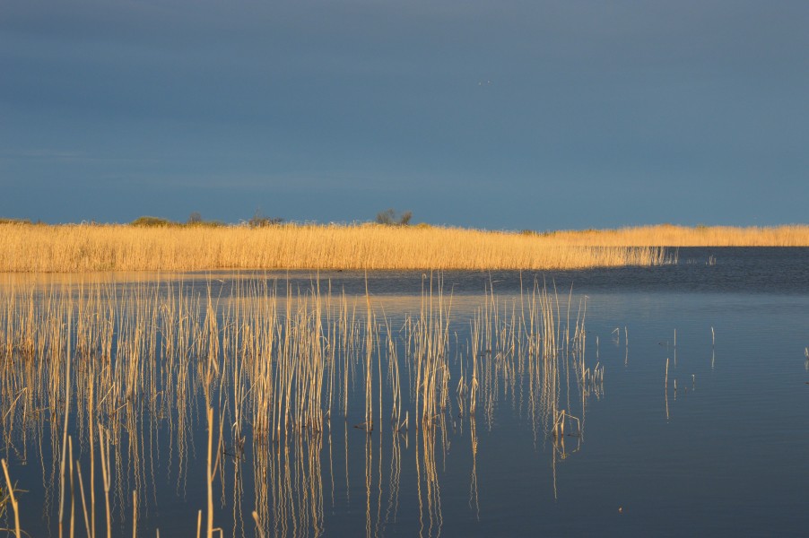 Hommikune Inahamne järv