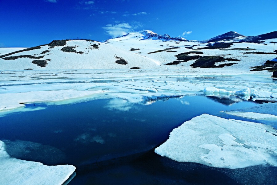 Kari Lake