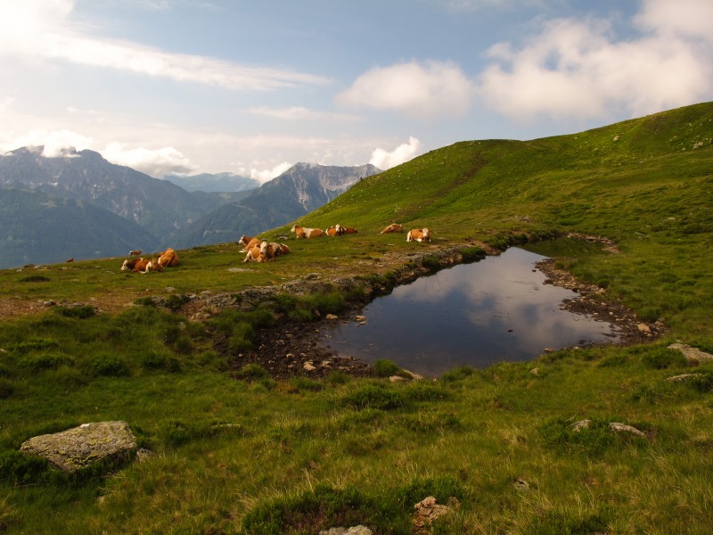Kreuzeckgruppe Oberberger Alm 2010 Knoten 01