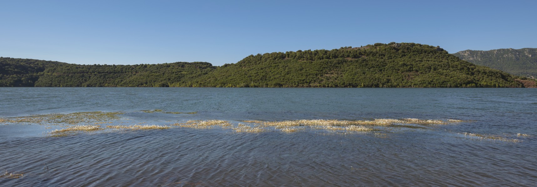 Lagarosiphon major flowers on Salagou Lake cf01