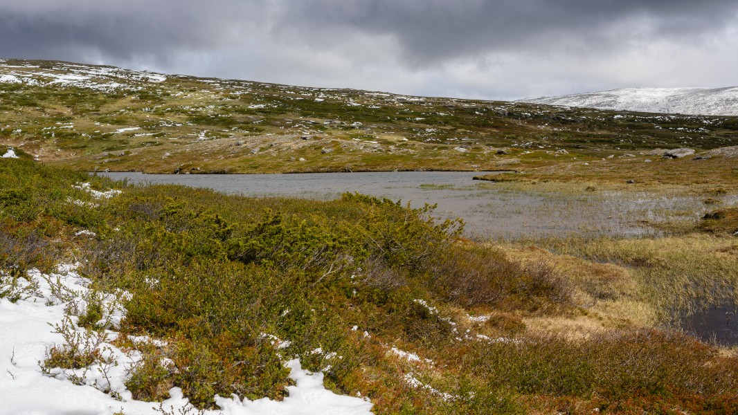 Lantmätartjärnen June 2014 02