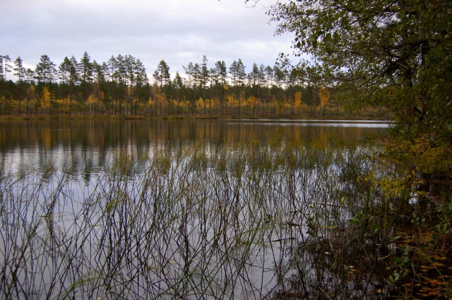 Mähuste järv