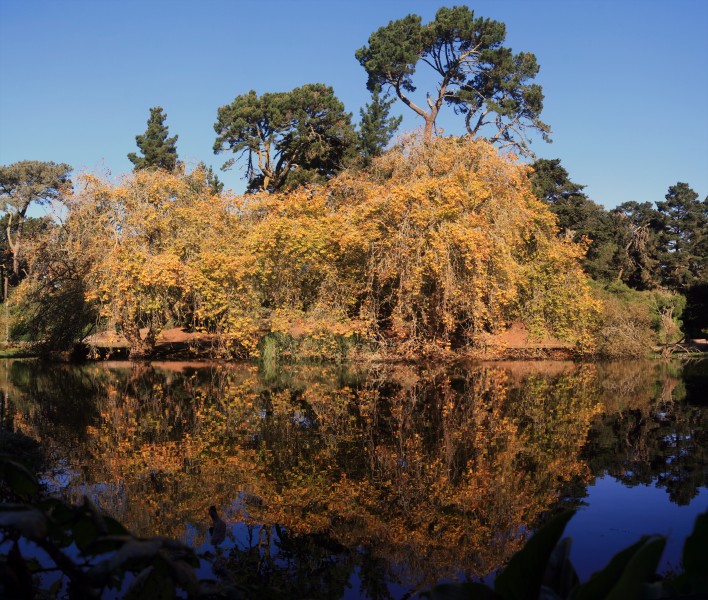 Mallard Lake in Golden Gate Park