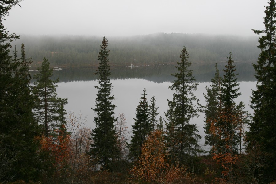 Misty morning in the mountains