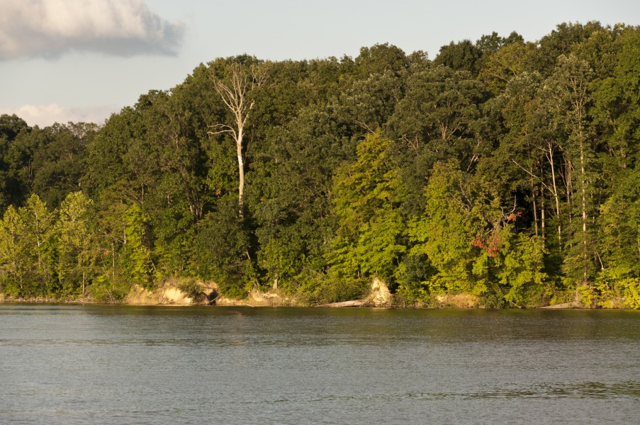 Mixed Forests around Alum Creek Lake 2