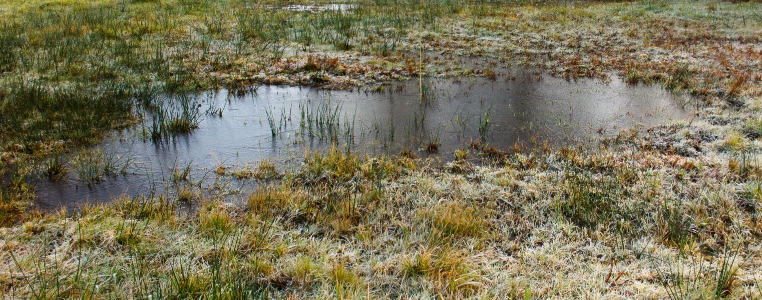 Nationaal Park Weerribben-Wieden. Bevroren poel in zompig biotoop