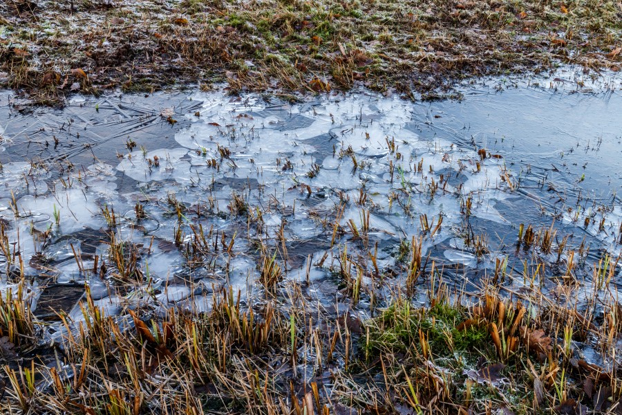 Nationaal Park Weerribben-Wieden. Bevroren poel in zompig biotoop 04