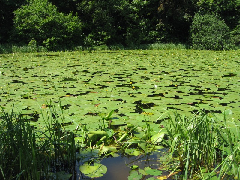 Nymphaea on the lake2