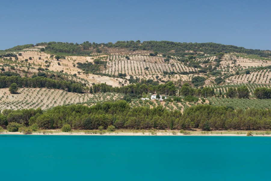 Olive trees almond trees near Arenas del Rey, Andalusia, Spain